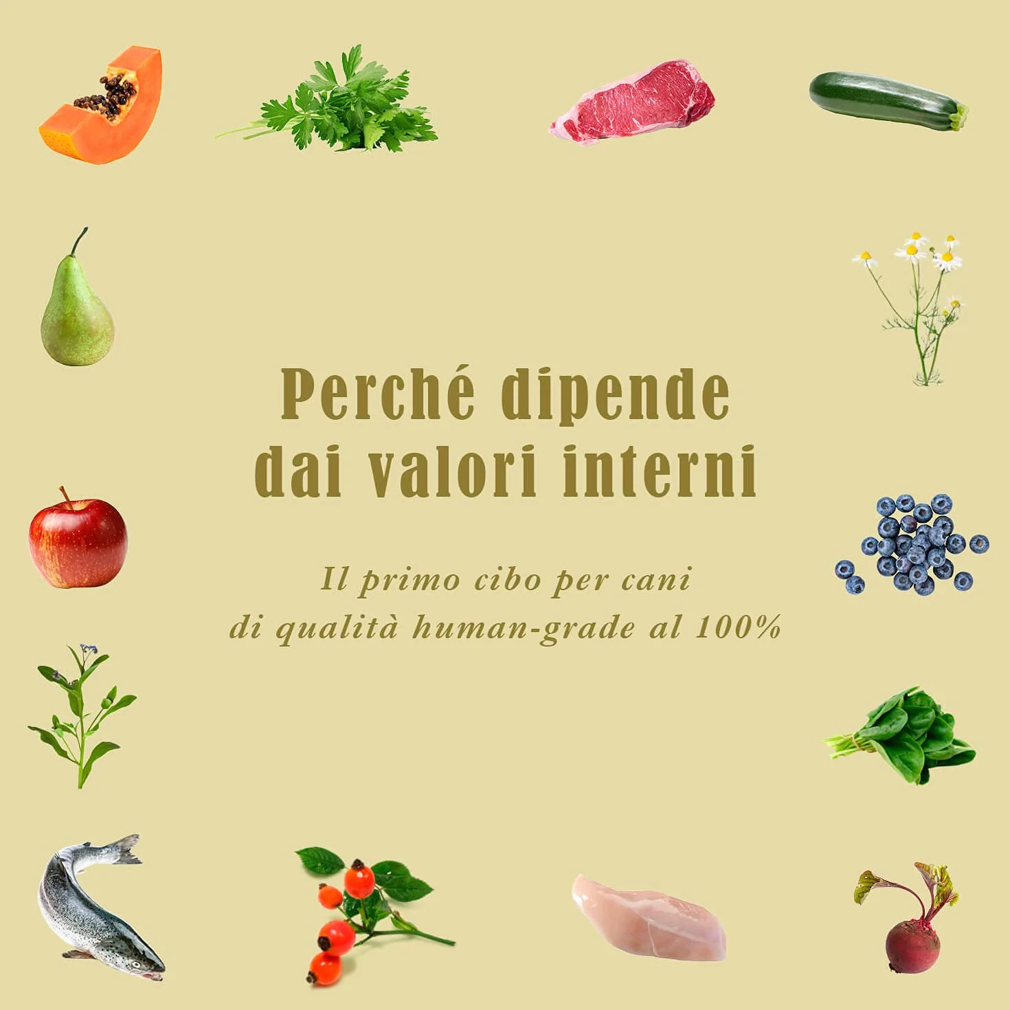 Terra Canis Manzo, zucca & mango - Alimento umido Light, 400g I Alimento premium per cani con ingredienti di autentica qualità human-grade al 100% I ipocalorico & gluten-free