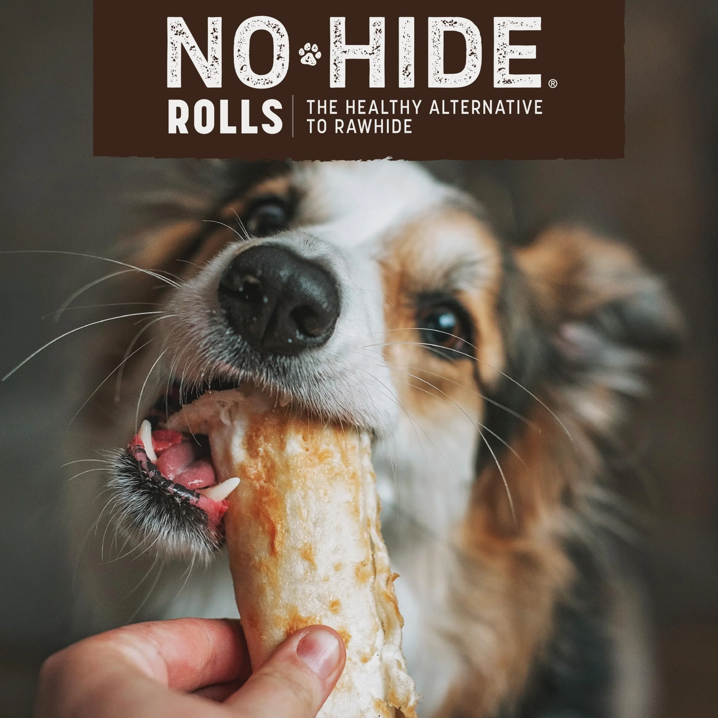 Earth Animal Piccole ossa da masticare per cani No Hide Stix con salmone naturale e senza pelle, ossa da masticare a lunga durata | Dolcetti per cani piccoli (confezioni da 1)