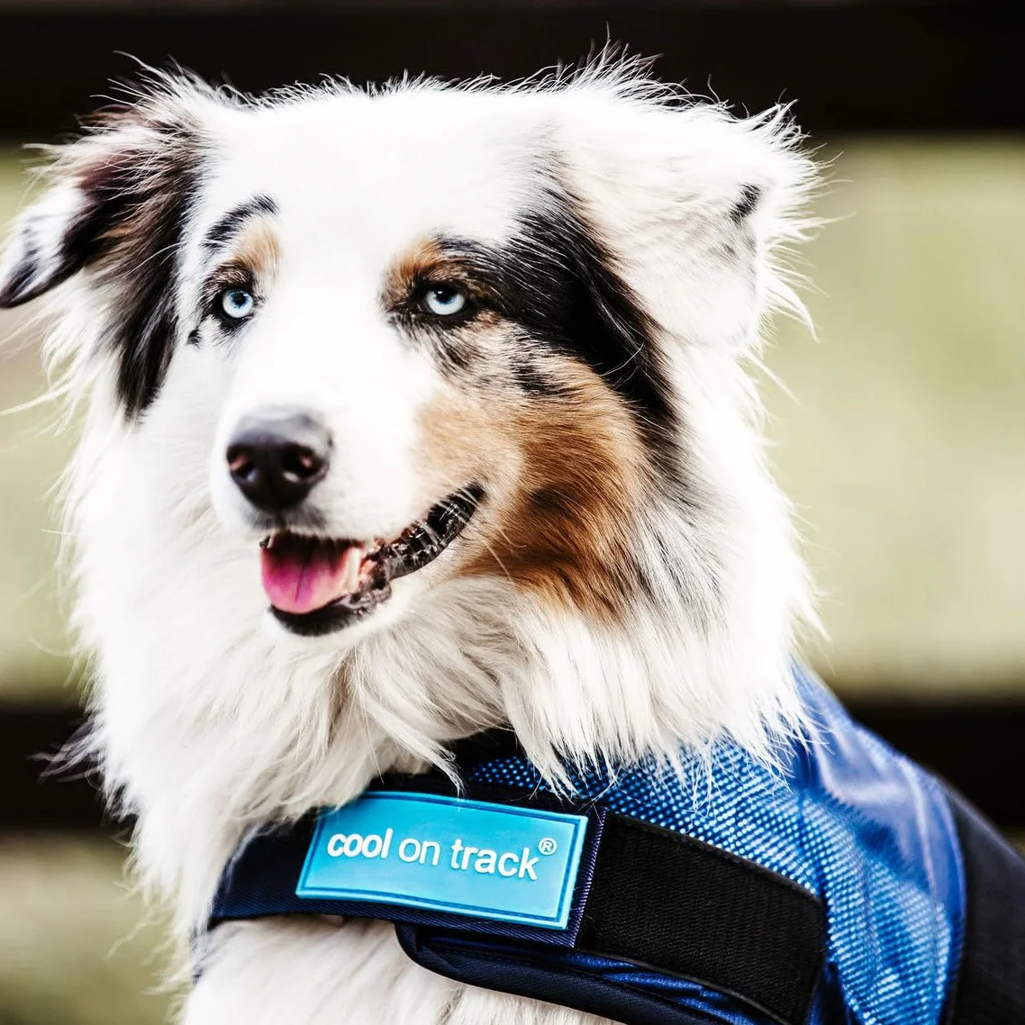 DOG Copenhagen Back-on-Track Cappotto rinfrescante anti raggi UV per cani 60 cm Blu