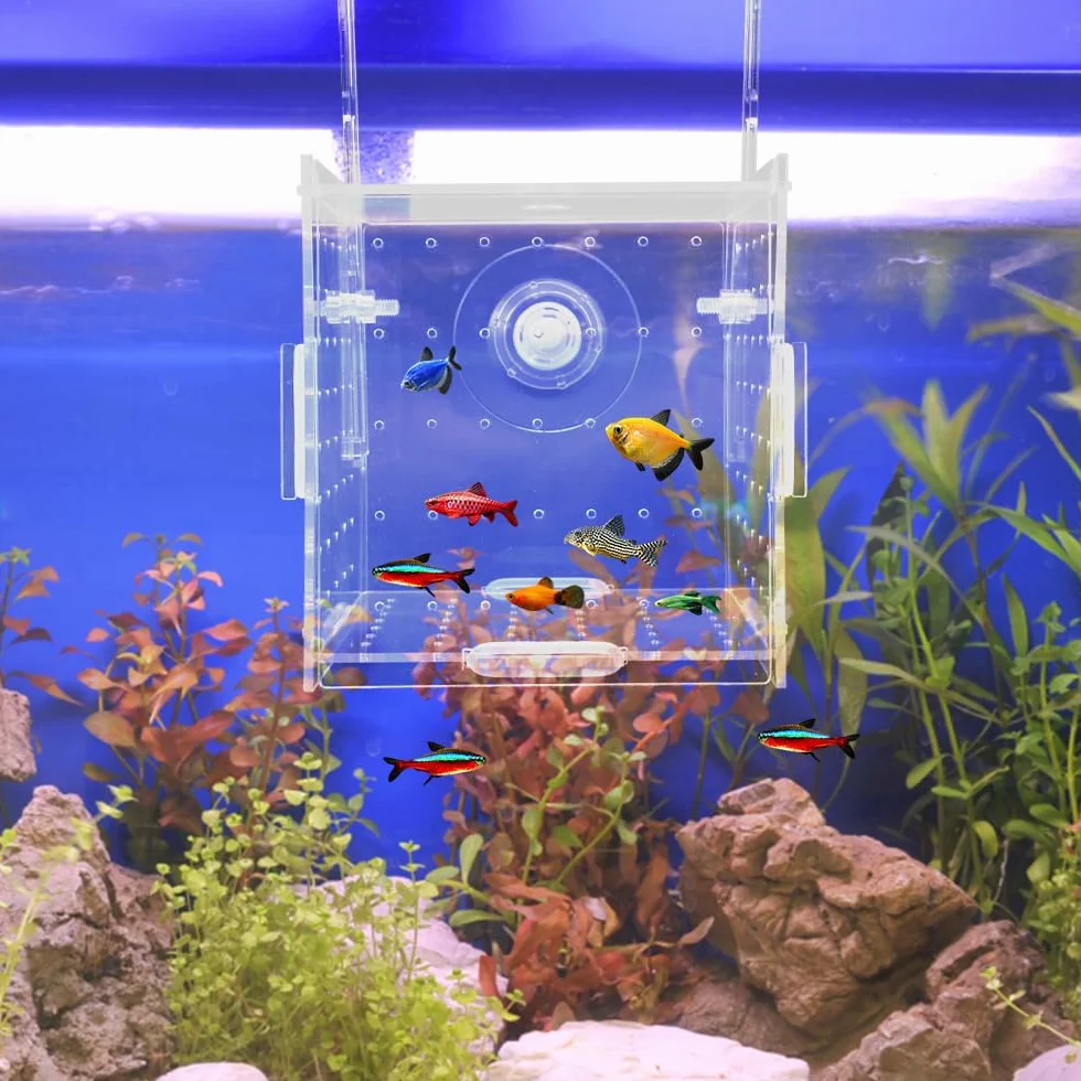 10 × 10 × 10cm Allevamento per Acquario con Ventosa, Mini Terrario per Insetti, Piccola Acrilico Scatola di Allevamento, Trasparente Sala Parto Acquario, per L'isolamento, la Schiusa, la Piscicoltura