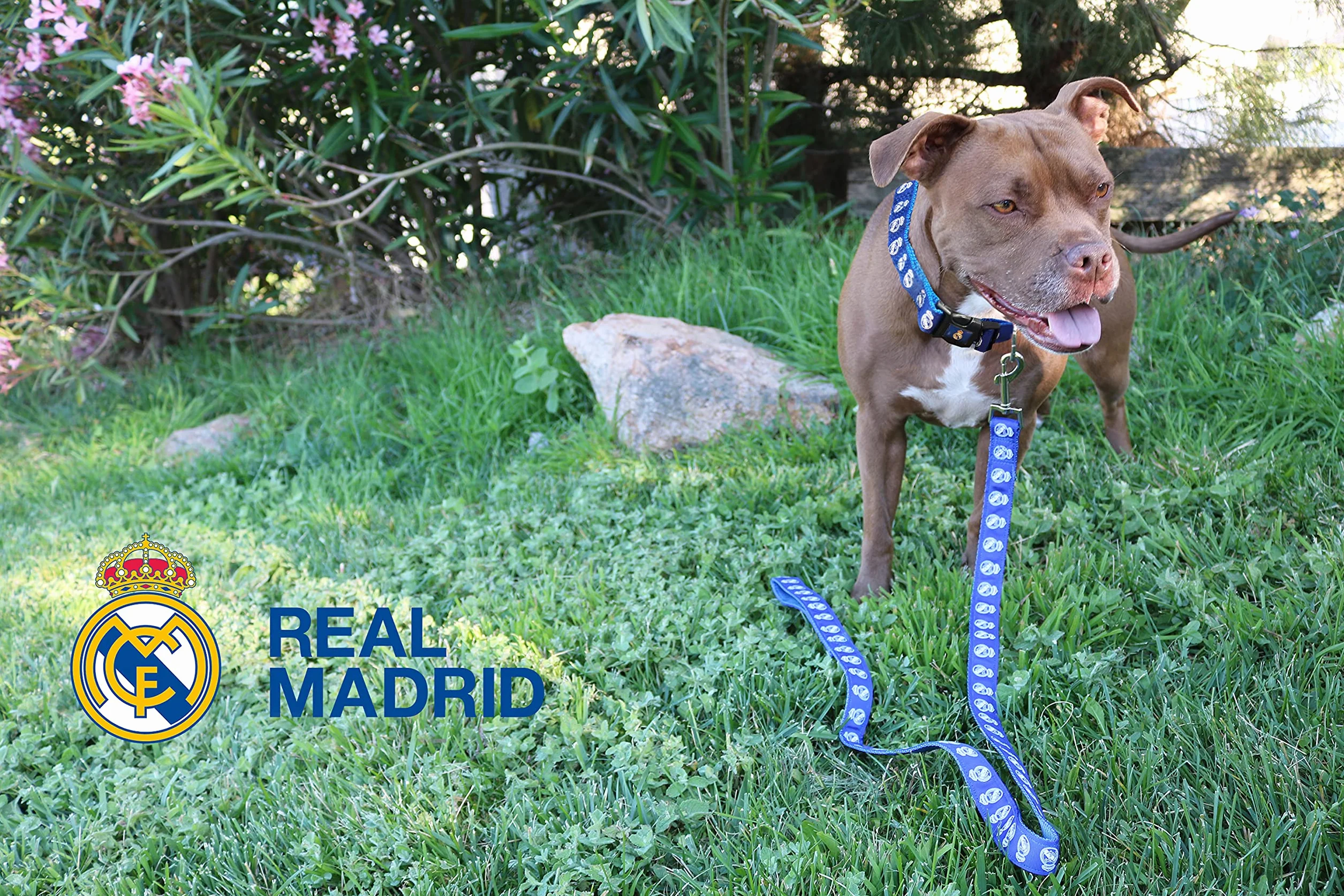 CYPBRANDS LE-01L-RM Guinzaglio per Cane Blu