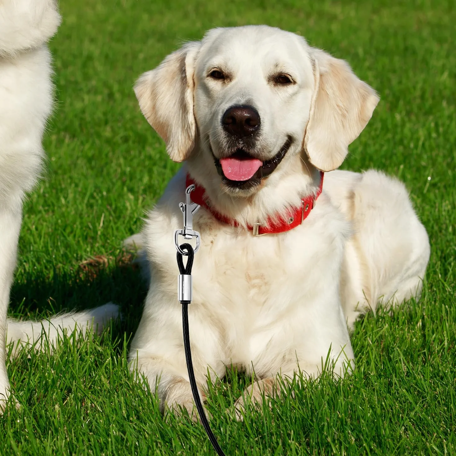QWORK® 3m Cavo di Fissaggio per Cani in Acciaio Inossidabile con Ganci girevoli a 360°, Resistente alle Intemperie