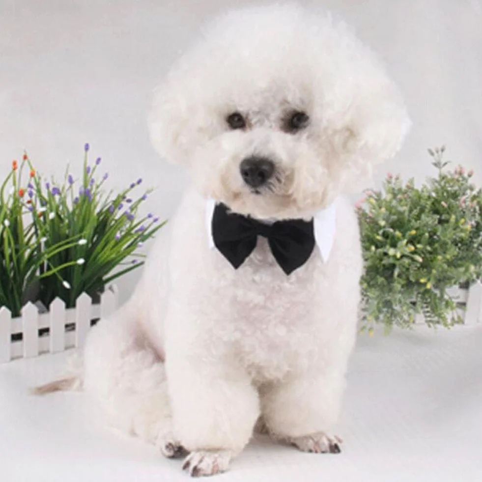 Cravatta Formale per Cane Gatto in Cotone Regolabile Papillon Bowknot per Nozze