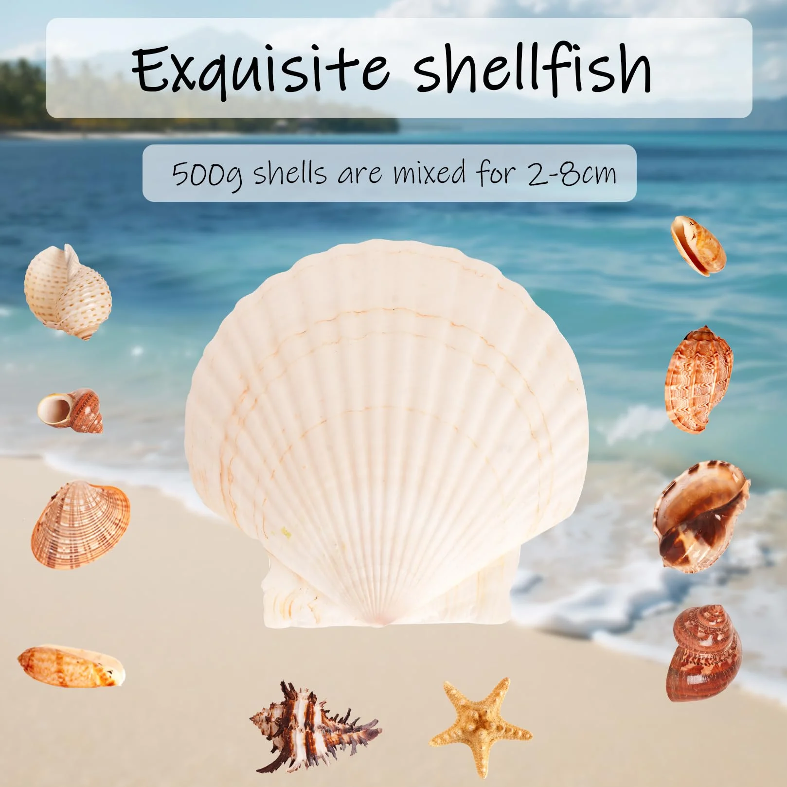 500g Conchiglie Decorative, Conchiglie Marine Naturali da 2-8 cm, Conchiglia per Decorazioni Mare Oceano Artigianato fai da te Acquari Feste a Tema Spiaggia Matrimoniali DIY