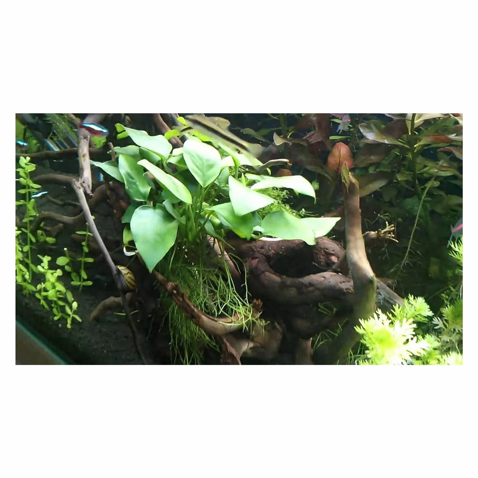 Kit Selezione Anubias: 3 Piante Acquatiche Facili da Curare - Ideale per Principianti e Acquari di Ogni Tipo