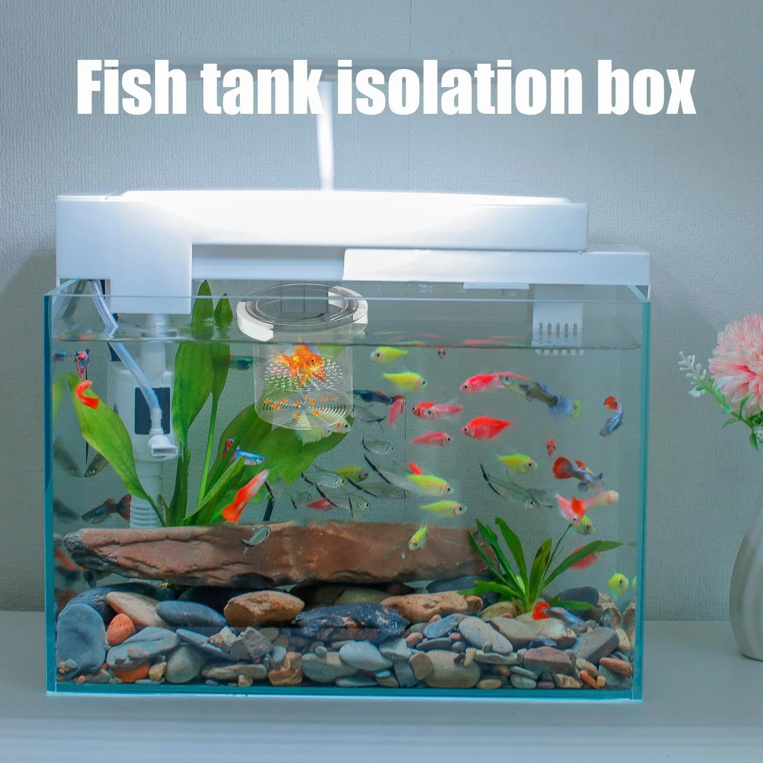 Scatola per allevamento di pesci per acquario, separatore di pesci per acquario, divisore sicuro per vivaio di acclimatazione Guppy gamberetti Betta Fry Hatchery