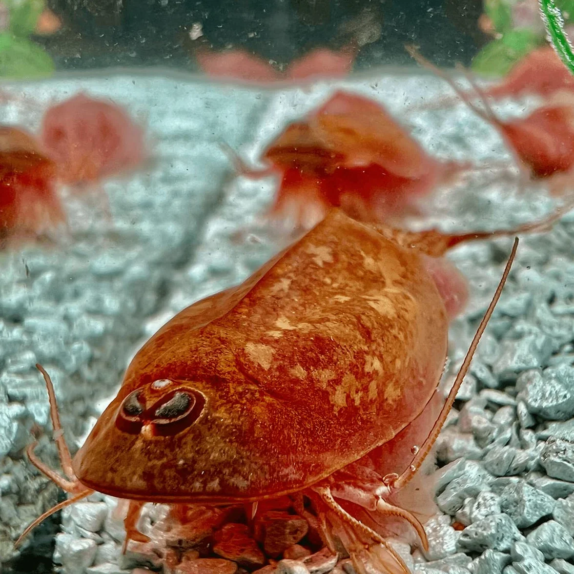 Triops Beni Kabuto EBI Albino Grasso di allevamento 300 uova