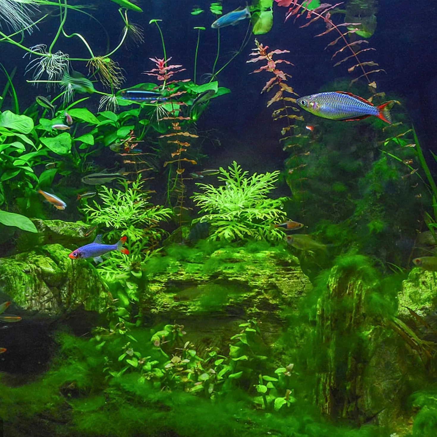 Spugna filtrante per acquario, 2 m di tampone filtrante per acquario, tampone filtrante biochimico ispessito,Schiuma filtrante per acquario di bacino