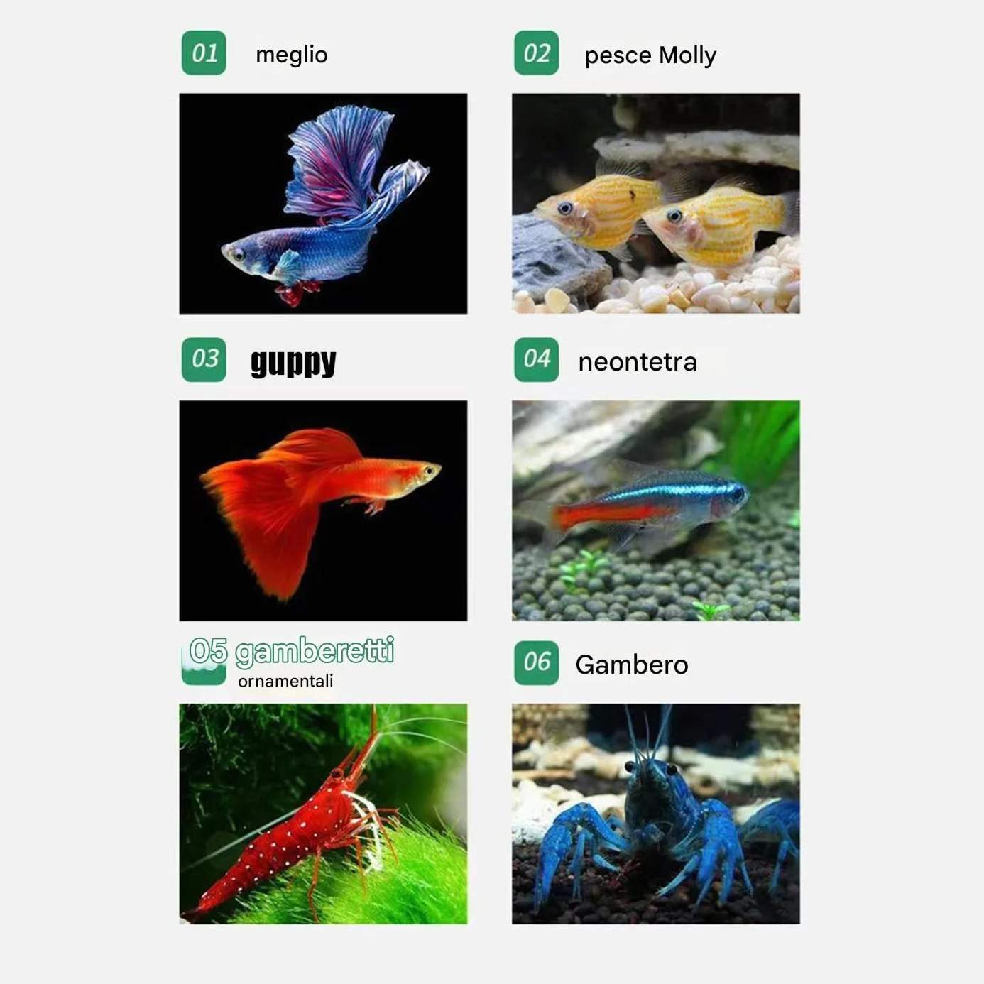Scatola Isolamento per Vasca Pesci - Vasca Per Acquario In Acrilico Trasparente - Container Stabile per Allevamento di Gamberetti Guppy Pesci Angelo Adattamento e Schiusa