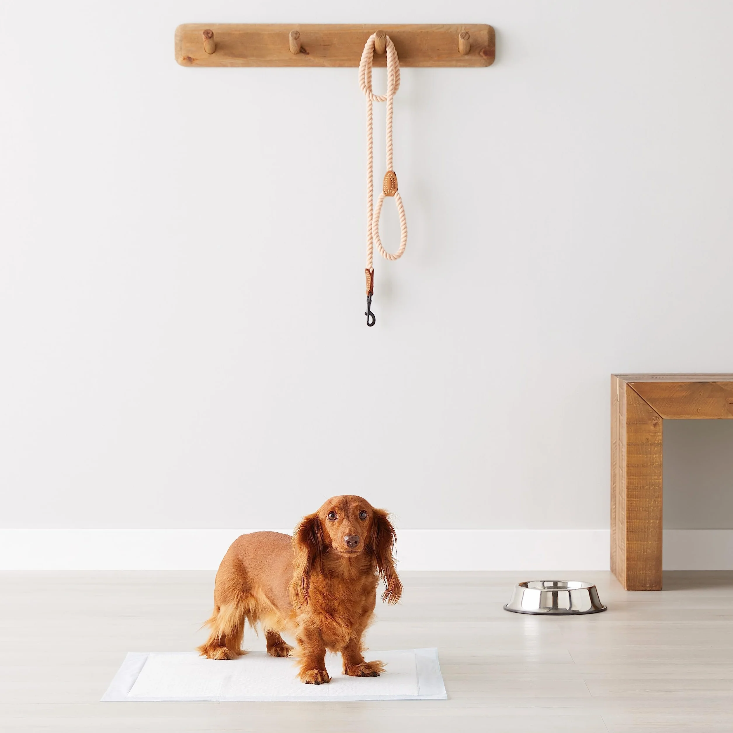 Amazon Basics Tappetini Addestramento Cani Cuccioli, 5 Strati Impermeabile Asciugatura Rapida, Standard 100 Pezzi, Blu Bianco