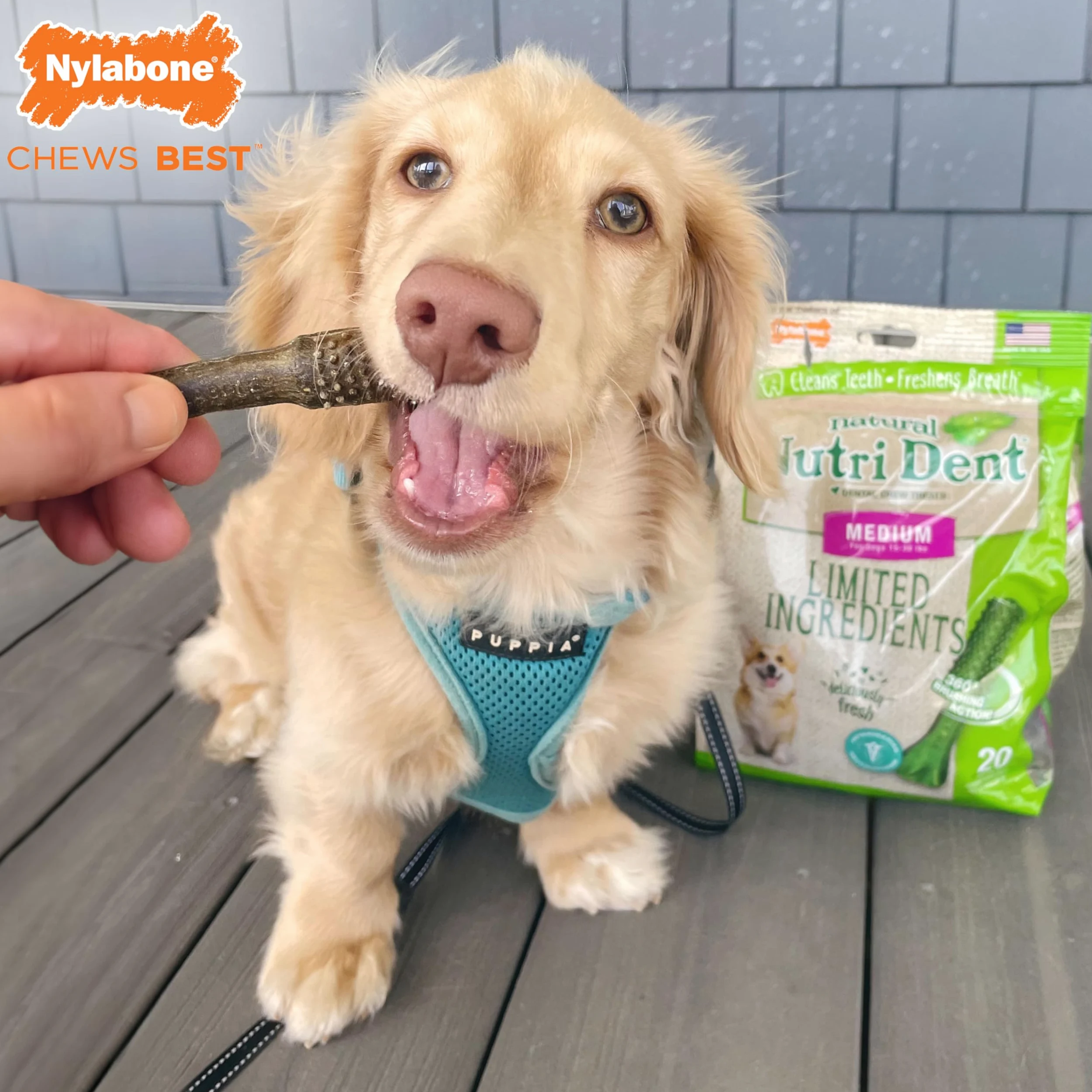 Nylabone Nutri Dent Dog Dental Chews - Deodorante naturale per la pulizia dei denti e l'alito del cane, dolcetti dentali per cani, aroma di alito fresco, medio (20 pezzi)