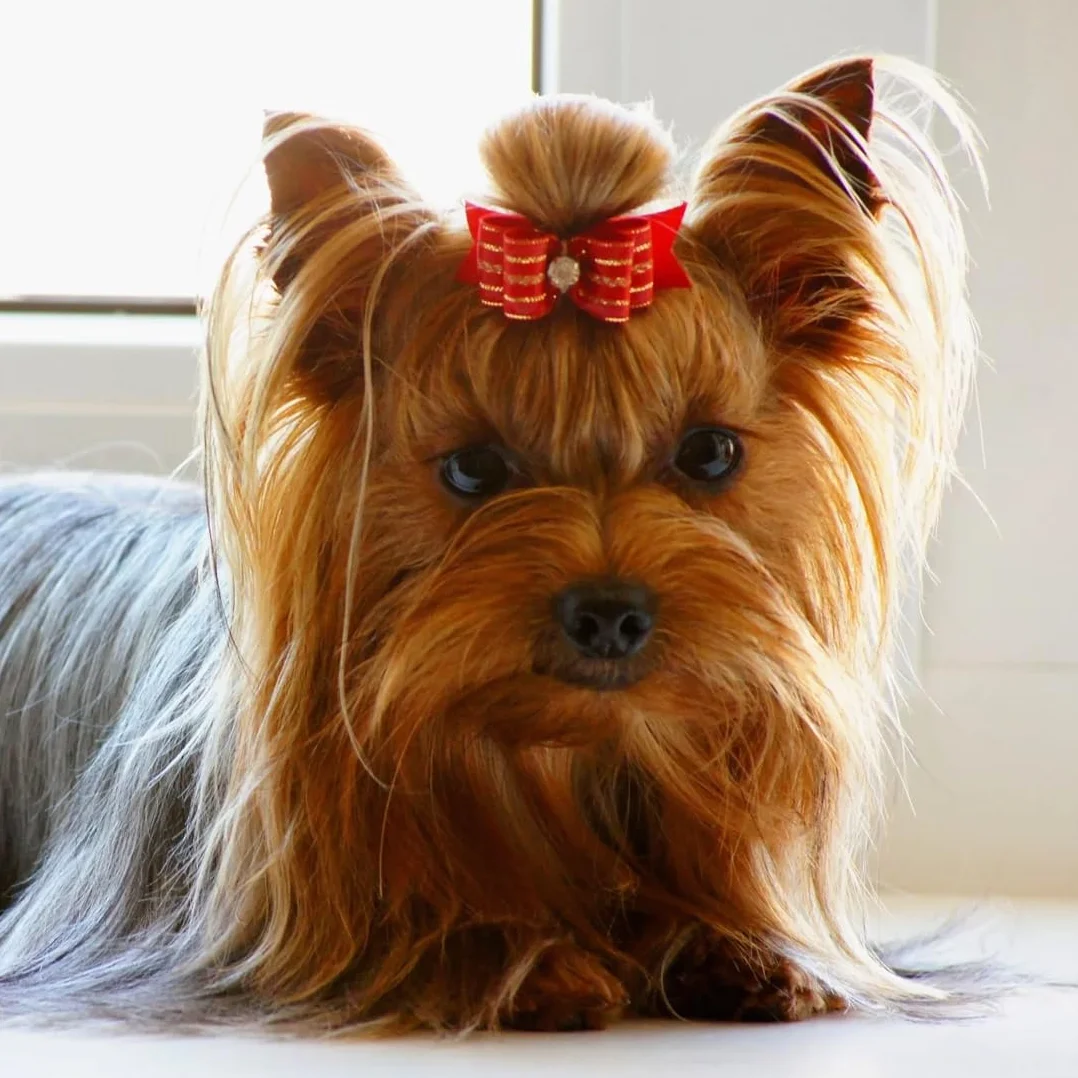 40 Pezzi Fiocchi per Cani con Elastici, Haarschleifen Hochwertig per Capelli per Cani Graziosi, Accessori per la Toelettatura per Kleine Hunde e Uso Quotidiano Durante Le Vacanze