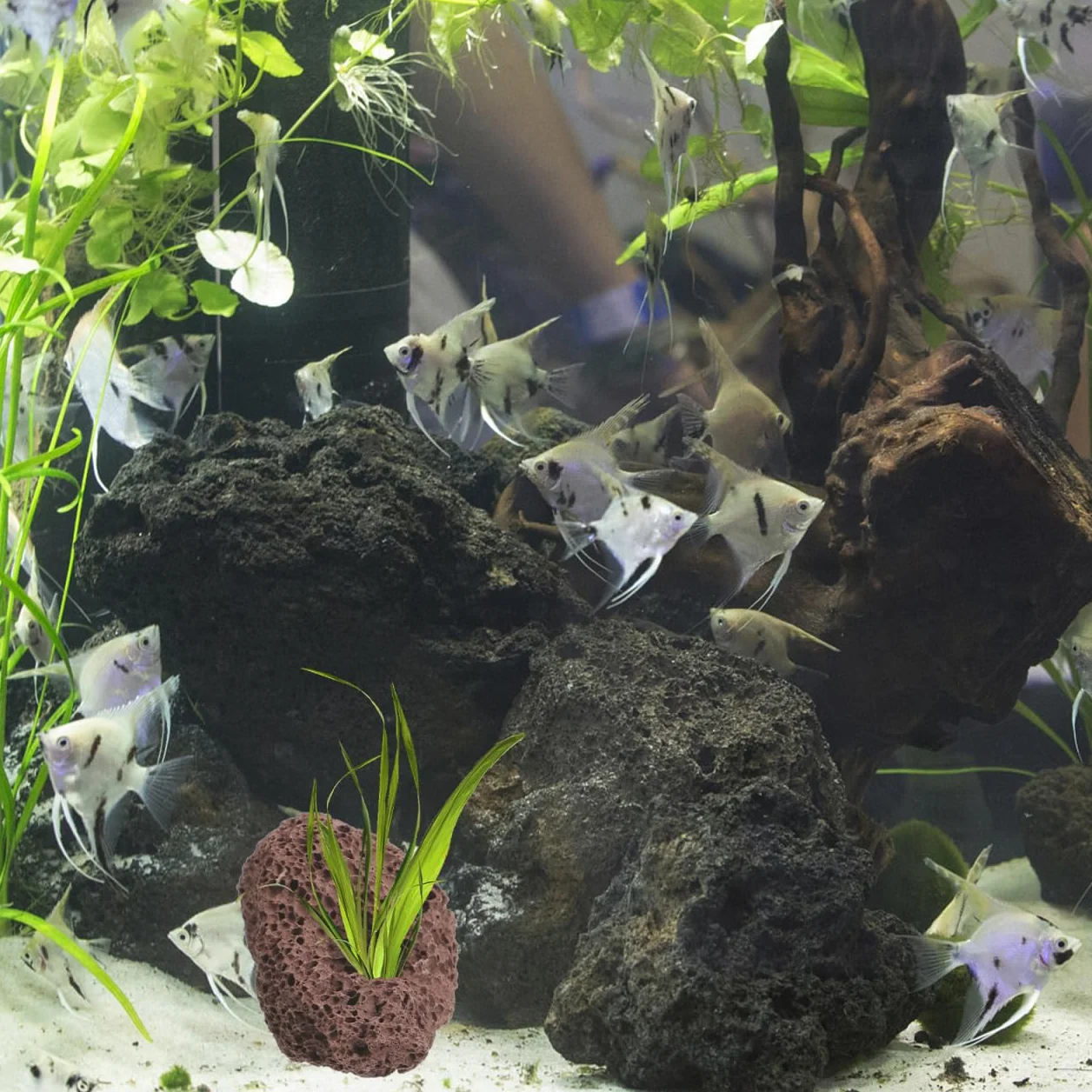 Happyyami Rocce Vulcaniche Naturali per Acquario 6 Pezzi Supporto Fisso per Piante Acquatiche Decorazioni di Pietra Lavica per Serbatoio Pesci E Gamberetti Ornamenti Acquario