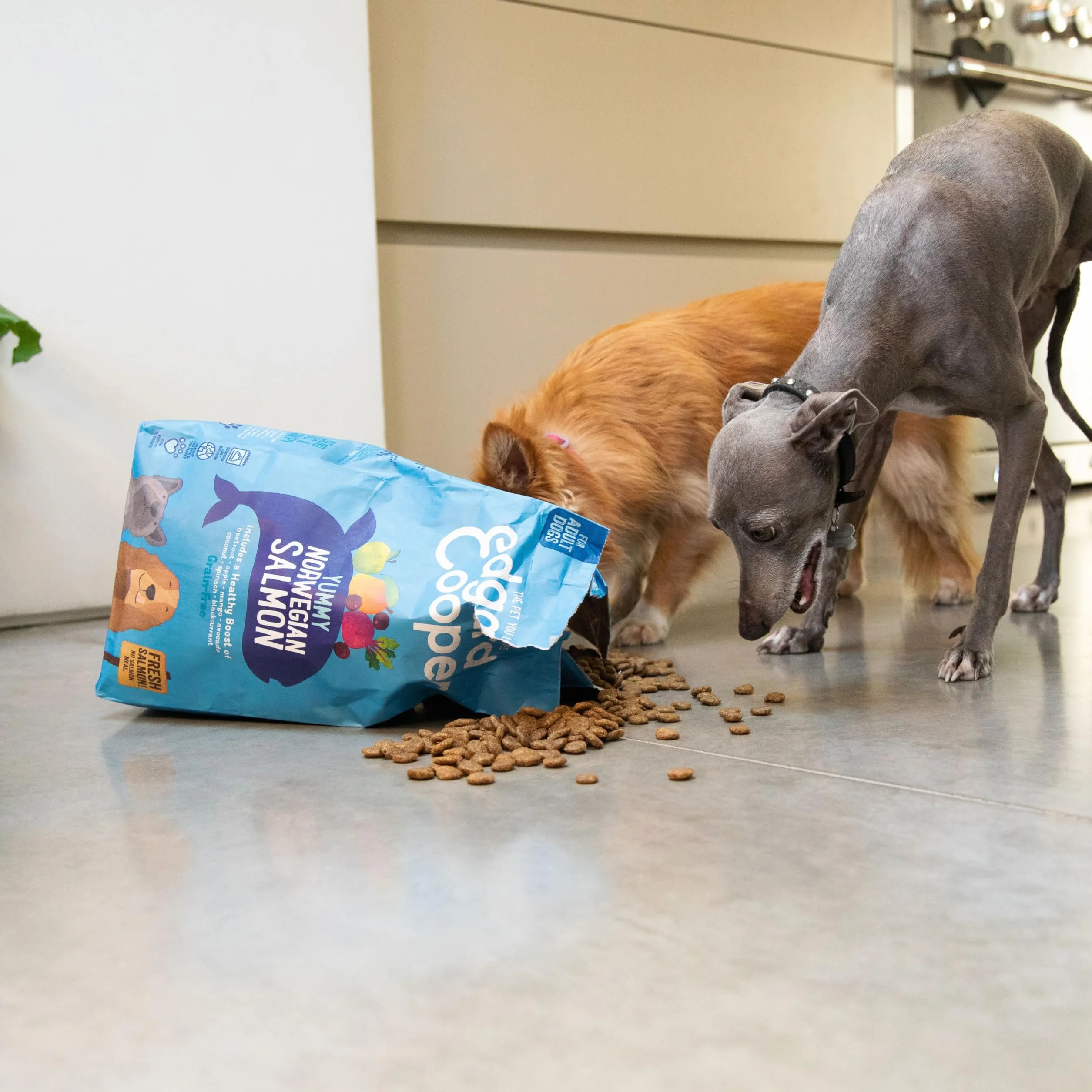 Edgard & Cooper Crochette Cani Adulti Taglia Medium Salmone Fresco 2.5kg Ipoallergenica Zucca Cavolo Riccio Patata Dolce