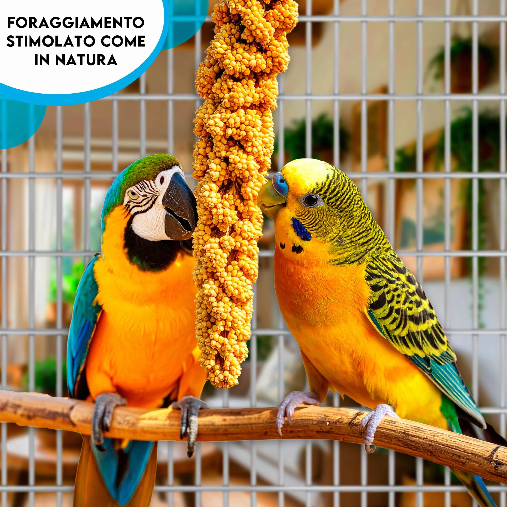ZOMAPET spighe di panico per pappagalli 1Kg, mangime naturale per cocorite e uccelli esotici Made in Italy