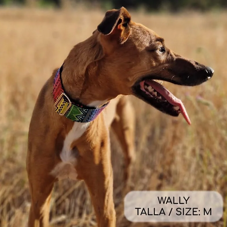 Collare Martingale per cani Kenya L