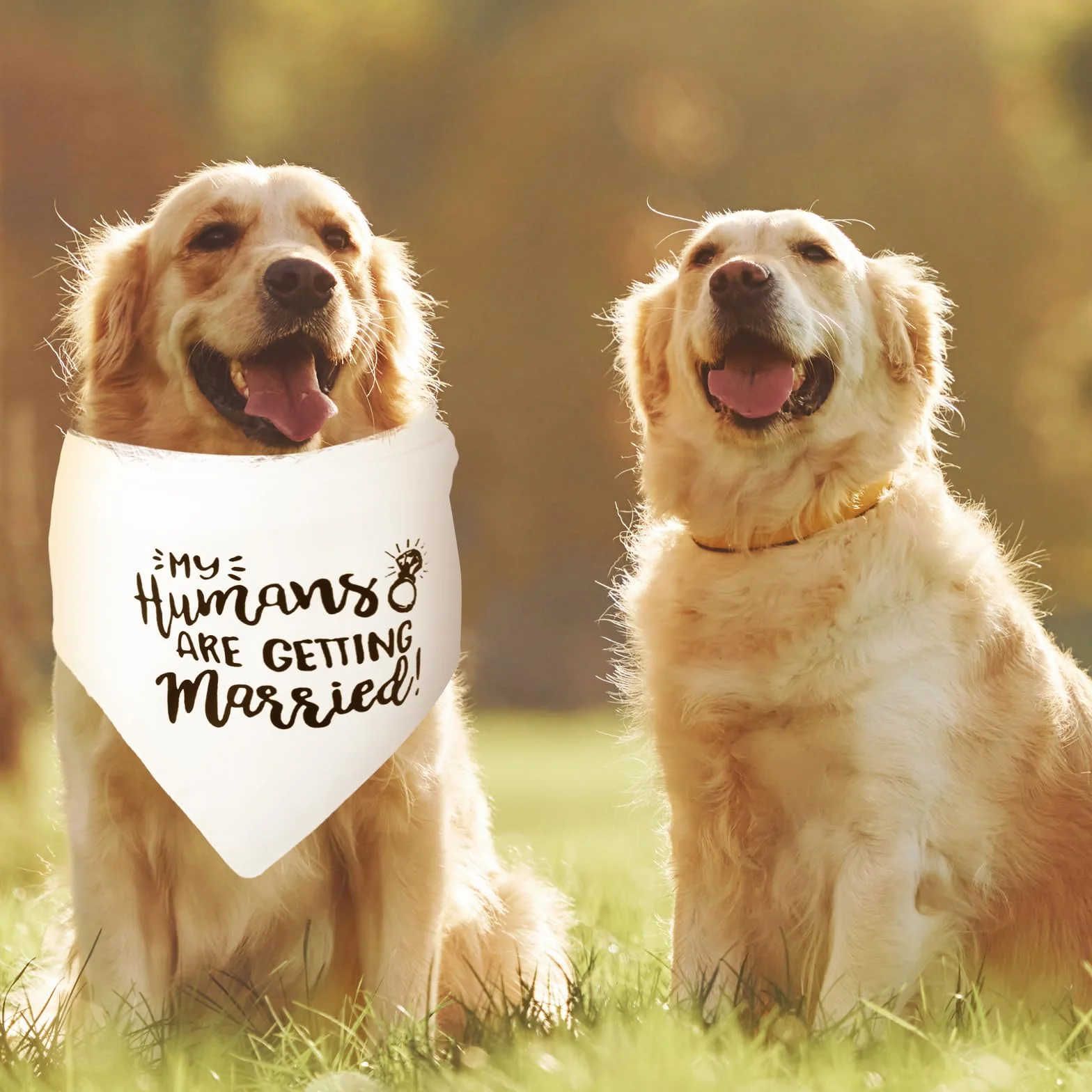Regalo di fidanzamento Bandana per cani My Humans are Getting Married Sciarpa per animali domestici Annuncio Accessori