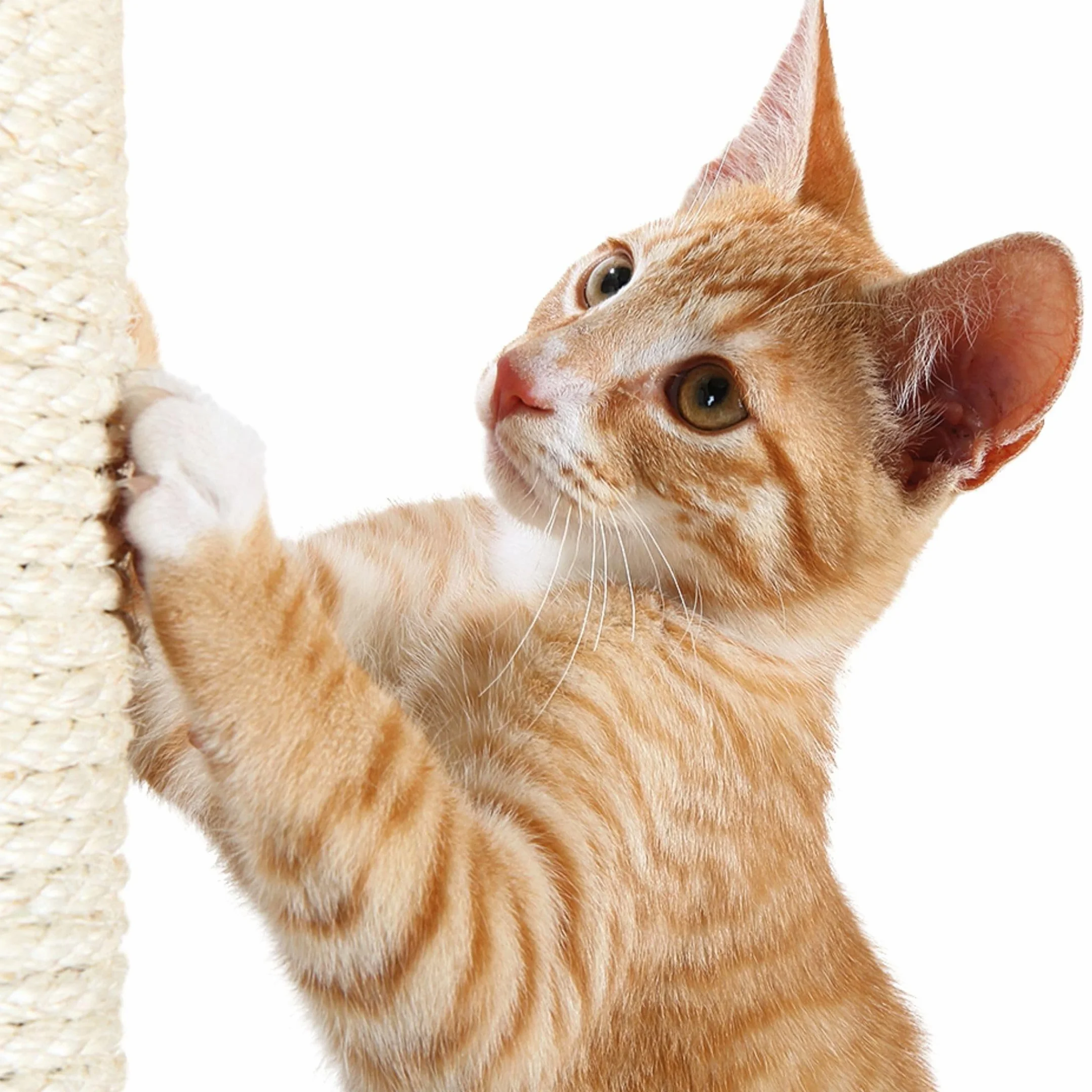 Trixie Tronco di Ricambio in sisal per tiragraffi e Alberi per Gatti – Ricambio incl. Barra filettata & 2 Viti – Filettatura M8 – Naturale, ø 9 × 40 cm