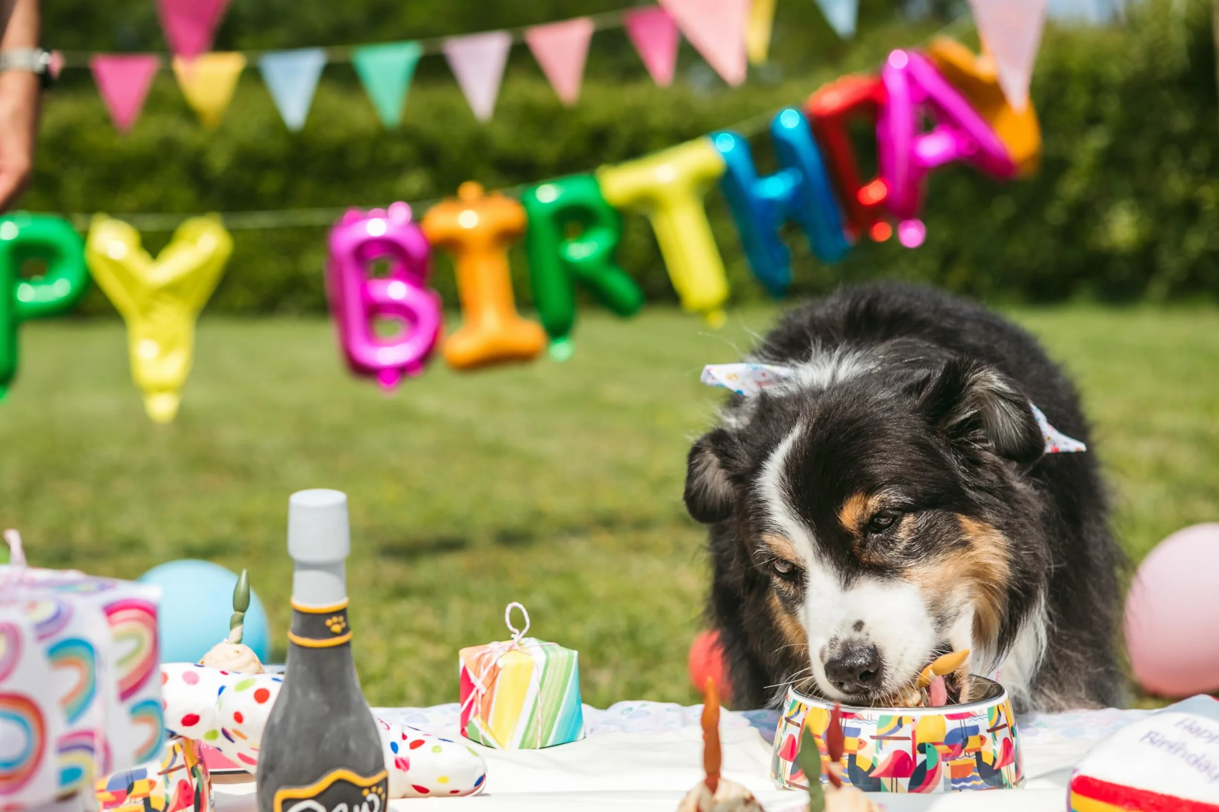 Croci Pet's Party Cupcake - Torta di compleanno per cani, Snack per cane complementare, senza zuccheri aggiunti, 65g