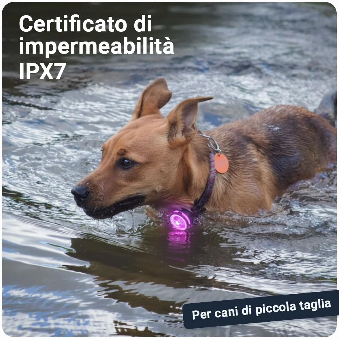 PAJ LIGHT MINI - LED Ultraluminoso per Collari e Pettorine - Cani Piccoli, Medi e Gatti - Regolazione Flessibile - 100% Impermeabile - 7 Colori - Sicurezza e Visibilità Notturna