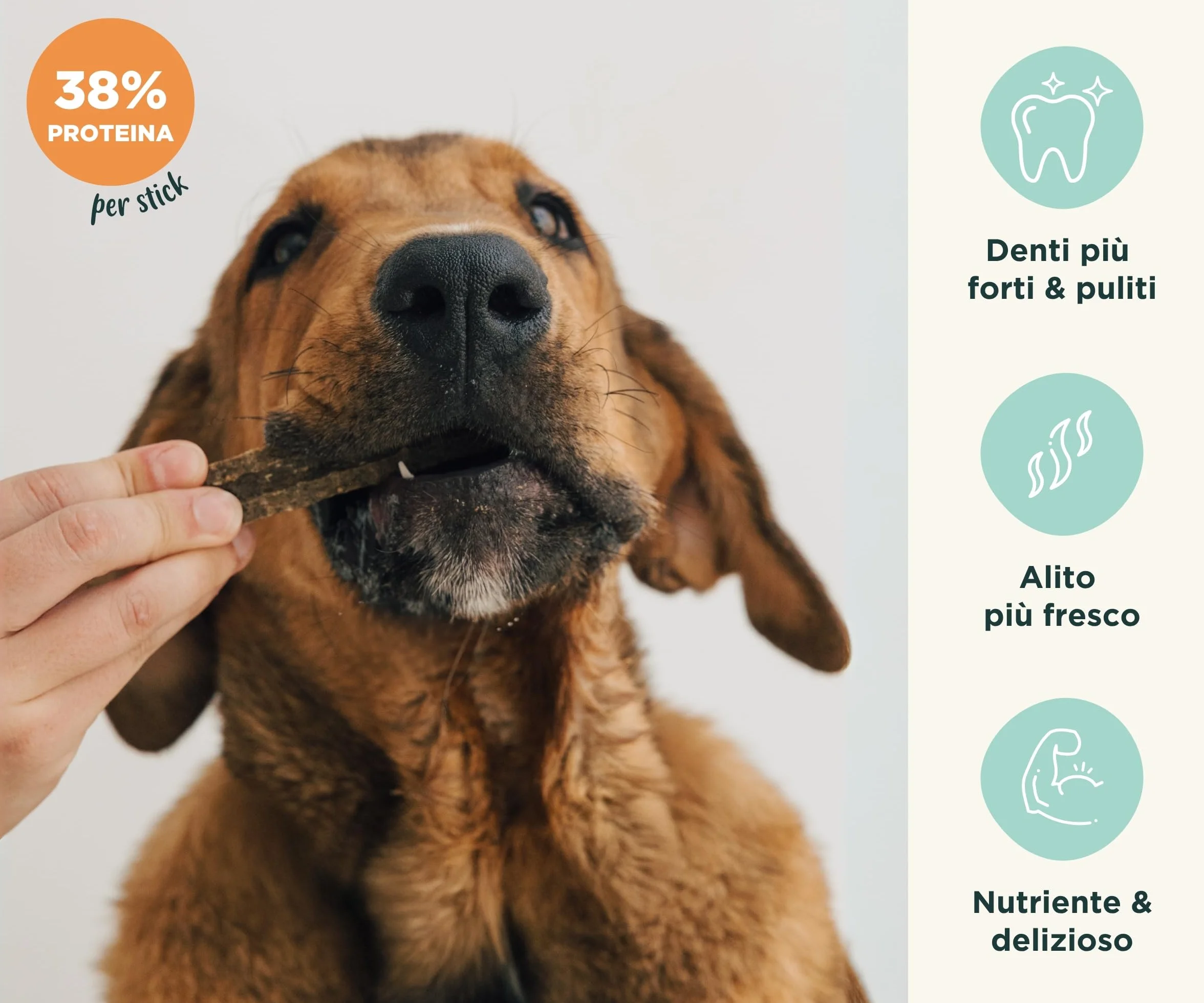 Wolf Belly - Dental Stick per Cani Naturali (28 pz) 89% Manzo Senza Cereali | Igiene Dentale & Alito Fresco | Ascophyllum Nodosum | Delizioso Sapore di Carne | Ricco di Proteine - Prodotto in Europa