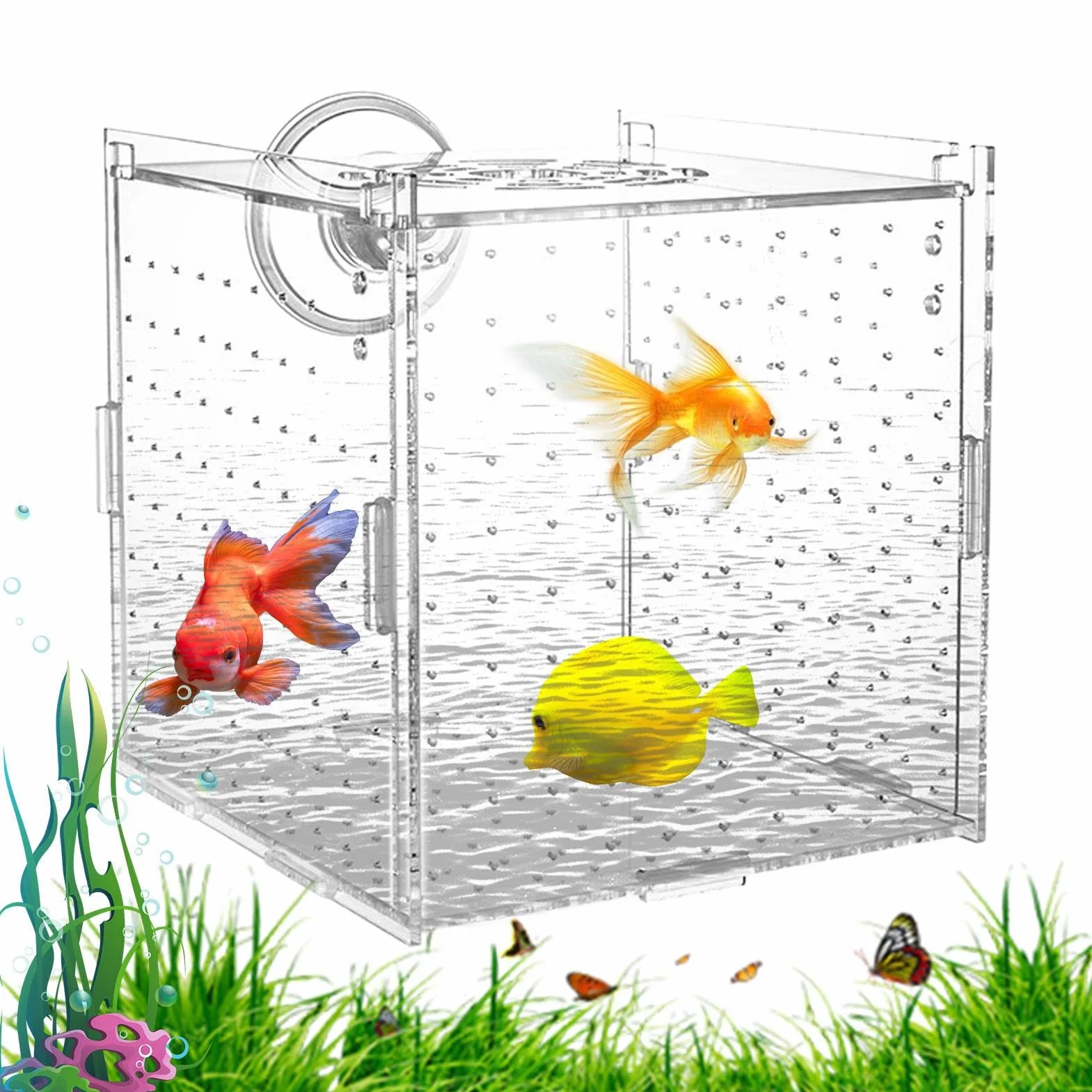 Scatola Isolamento per Vasca Pesci - Vasca Per Acquario In Acrilico Trasparente - Container Stabile per Allevamento di Gamberetti Guppy Pesci Angelo Adattamento e Schiusa