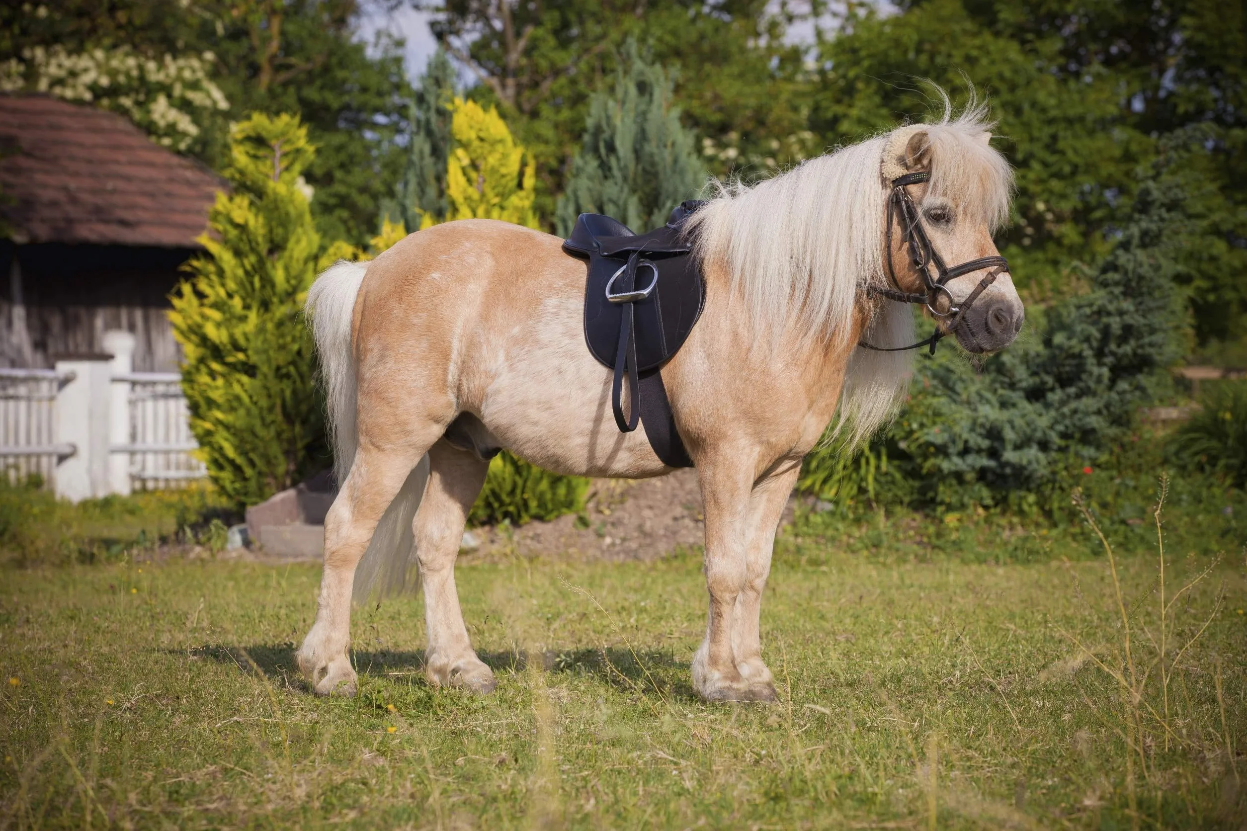 Kerbl, Sella per pony, Nero (Schwarz)