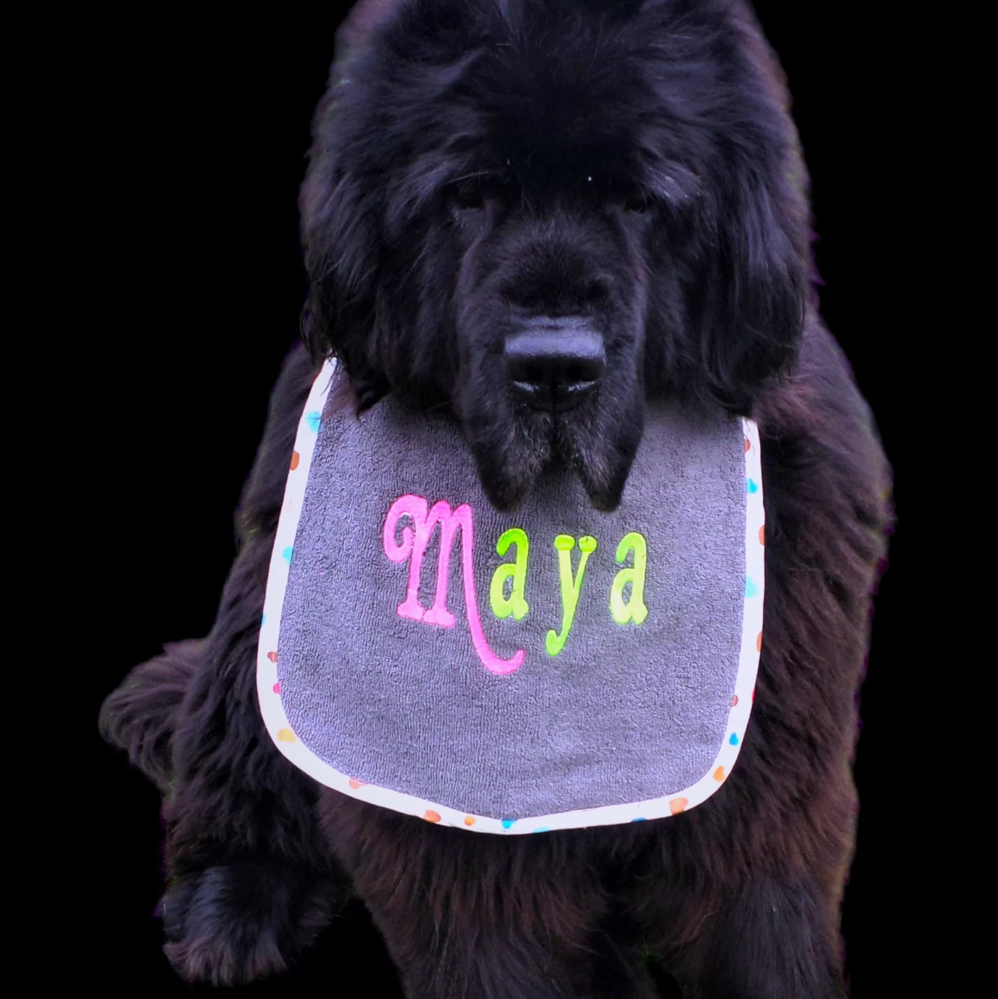 Pettorina personalizzata per cani con ricamo a 2 colori e laccetto regolabile neon