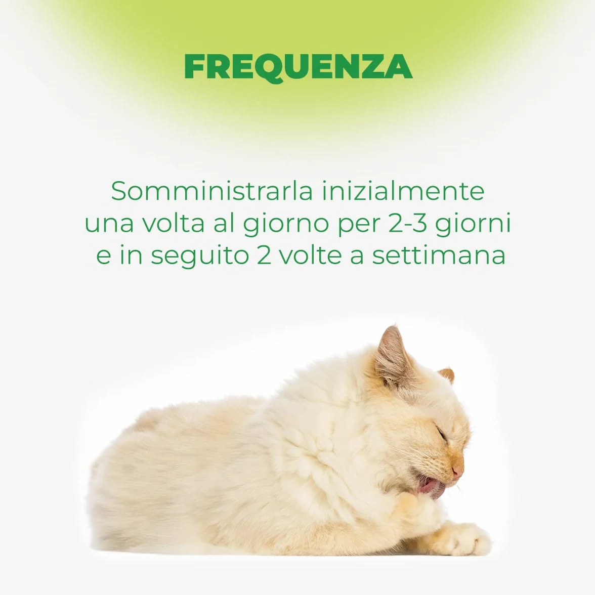Remover Gatto - Mangime Complementare Per Gatti All'Aroma Di Pesce Per Rimuovere I Boli Di Pelo. Mangime Complementare Gatto Con Vitamina E. 1 Tubetto da 50 grammi