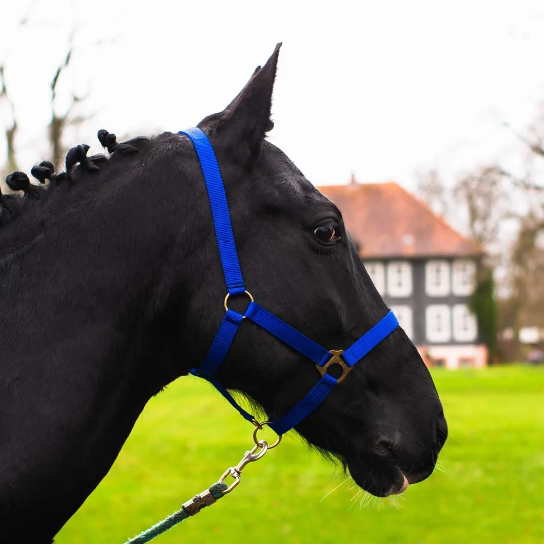 Cavezza per Cavallo - Stalla e Pascolo Con 2 Posizioni Regolabili su Sottogola e Nuca, Sicura e Antistrappo, per Sangue Caldo, Purosangue, Freddo (Blu Reale)