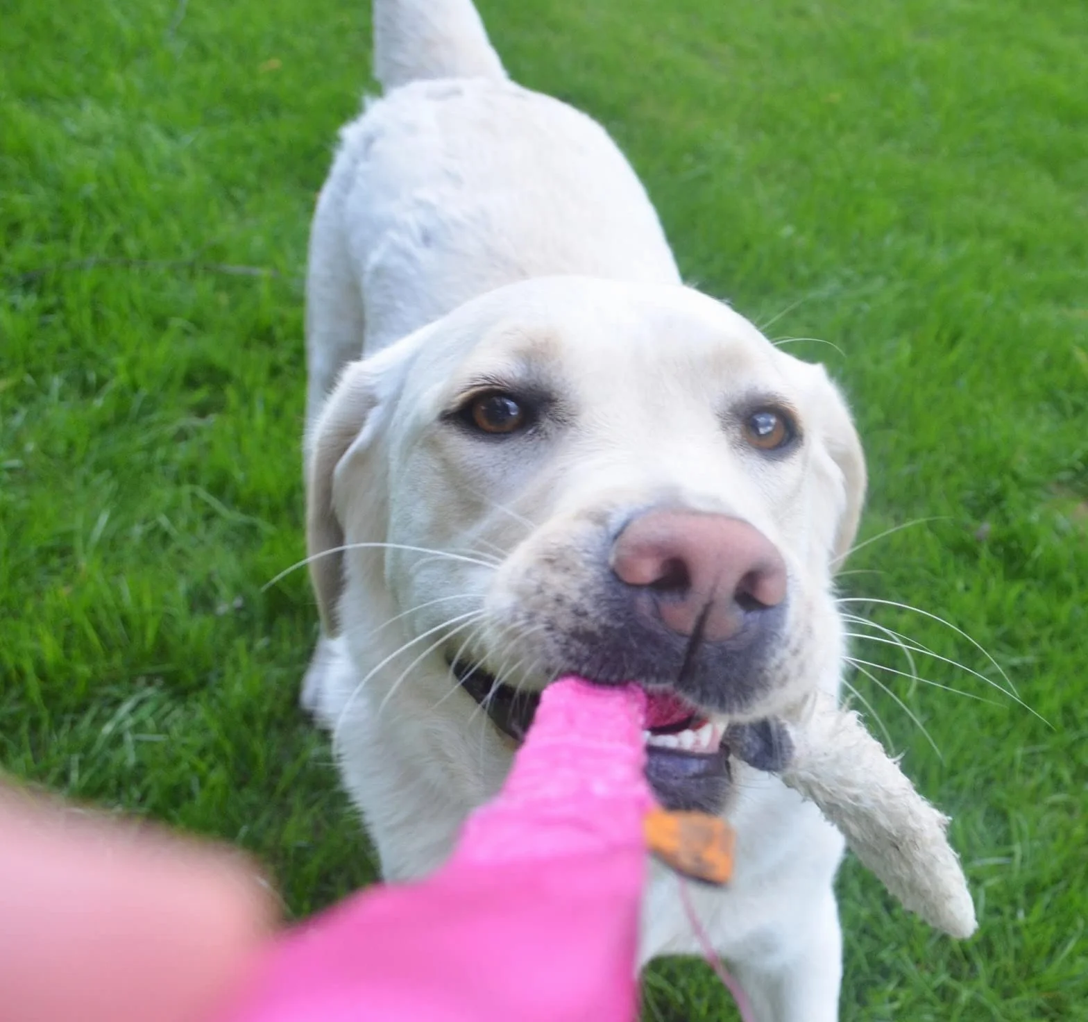 DINGO cane giocattolo - pelle di pecora con elastico rosa, rimorchiatore di ricompensa di motivazione agilità per allenamento e divertimento 15580