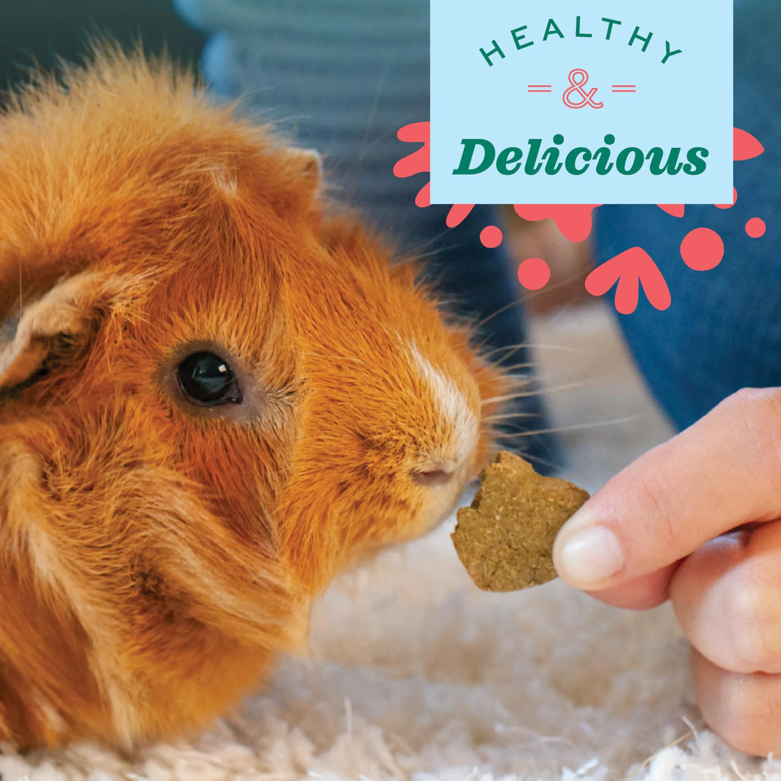Oxbow Animal Health Simple Rewards Veggie Treat per animali domestici, 85 g