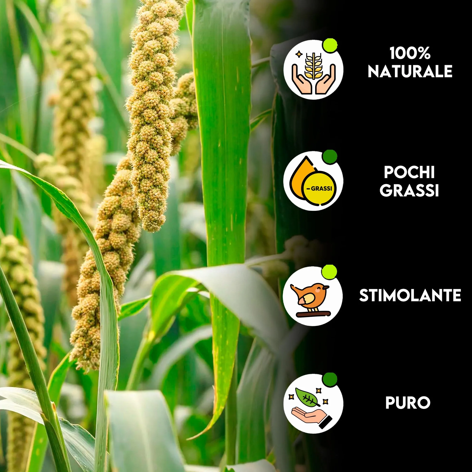 ZOMAPET spighe di panico per pappagalli 1Kg, mangime naturale per cocorite e uccelli esotici Made in Italy