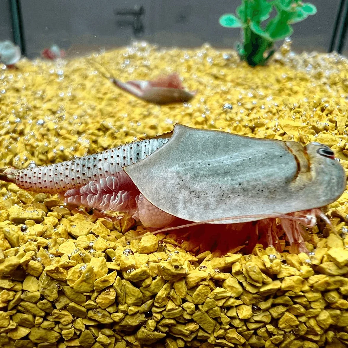 Zestaw do hodowli Triops longicaudatus z pokarmem