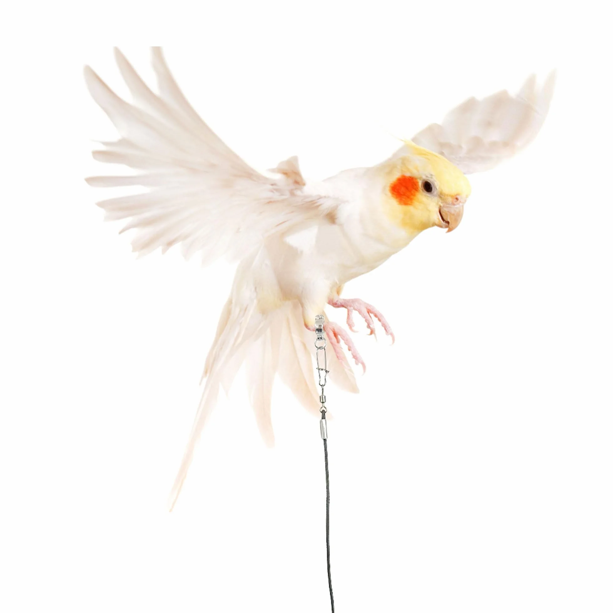 6 m Guinzaglio per uccelli Imbracatura per Pappagallo Imbracatura per pappagallo per animali domestici e uccelli guinzaglio per attività Corda regolabile per addestramento al volo (6 m)