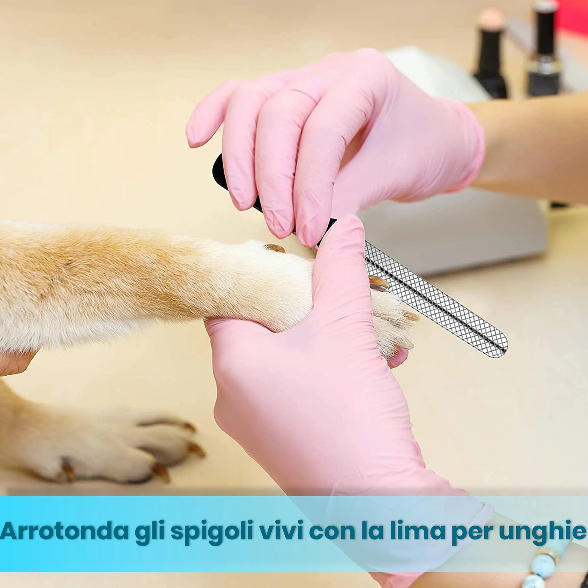 CANDURE Tagliaunghie Cane e Gatto con Guardia per Protezione Cani - Acciaio Inossidabile Tagliaunghie Gatto Professionale per Veterinaria e Uso Personale (Blu, Grande a Medio)