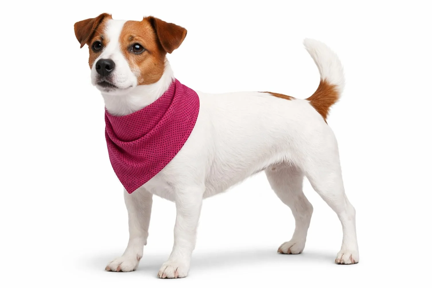 Bandana Rinfrescante Rosa S 52x22 cm Poliestere Traspirante 3 Strati Assorbente per Cane