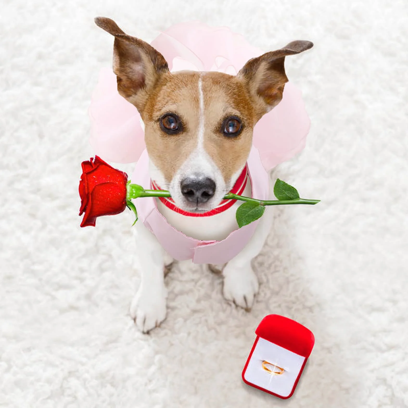 Vestito Lusso Principessa Per Cane - Gonna Abiti Estate Cucciolo Costumi Nozze Da Sera Con Fiocco Per Ragazza Piccolo (S, Rosa)