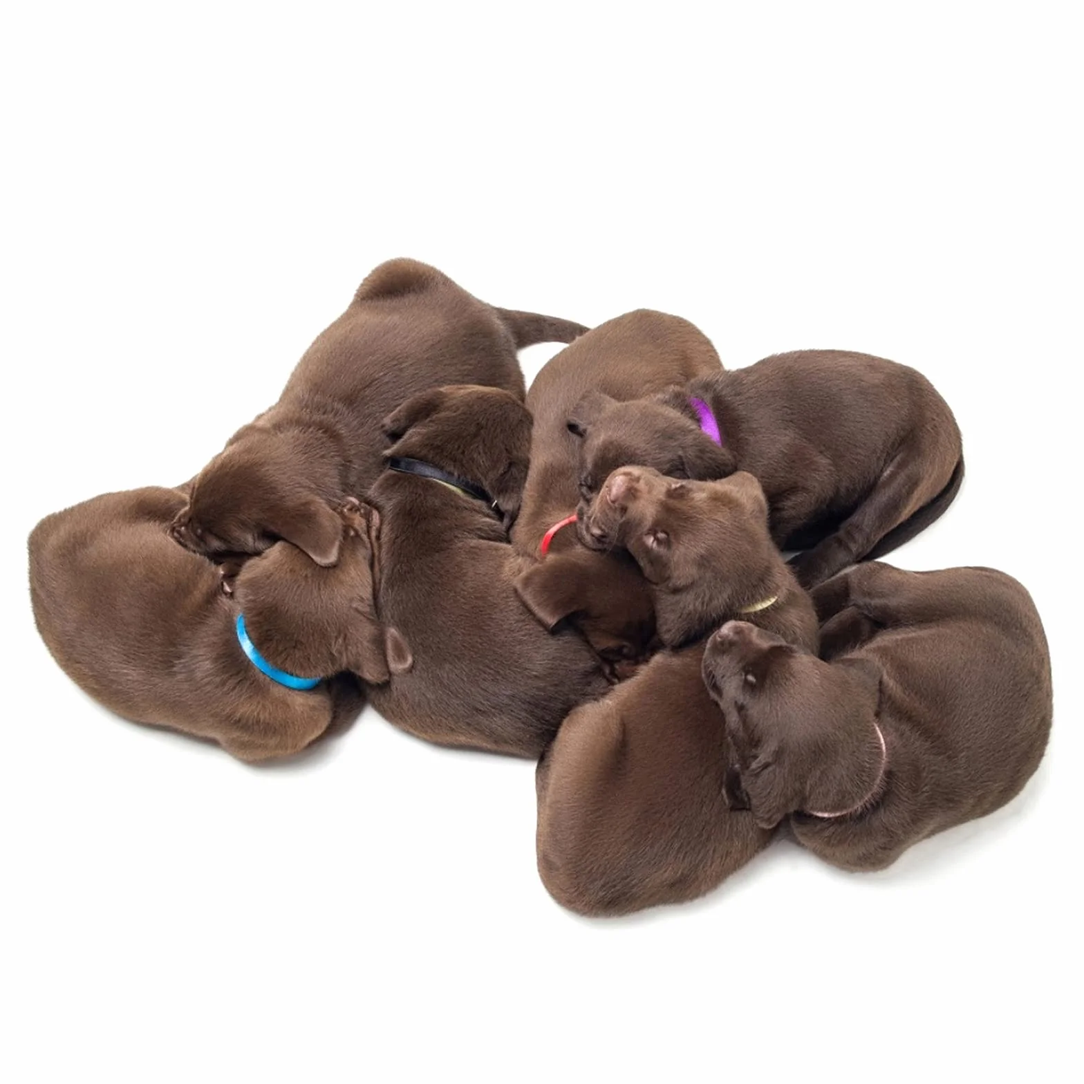 Molain 20 Pezzi Collari per Cuccioli di Piccola Taglia, Fasce Identificative per Cani, Collari per Neonati (30 cm)