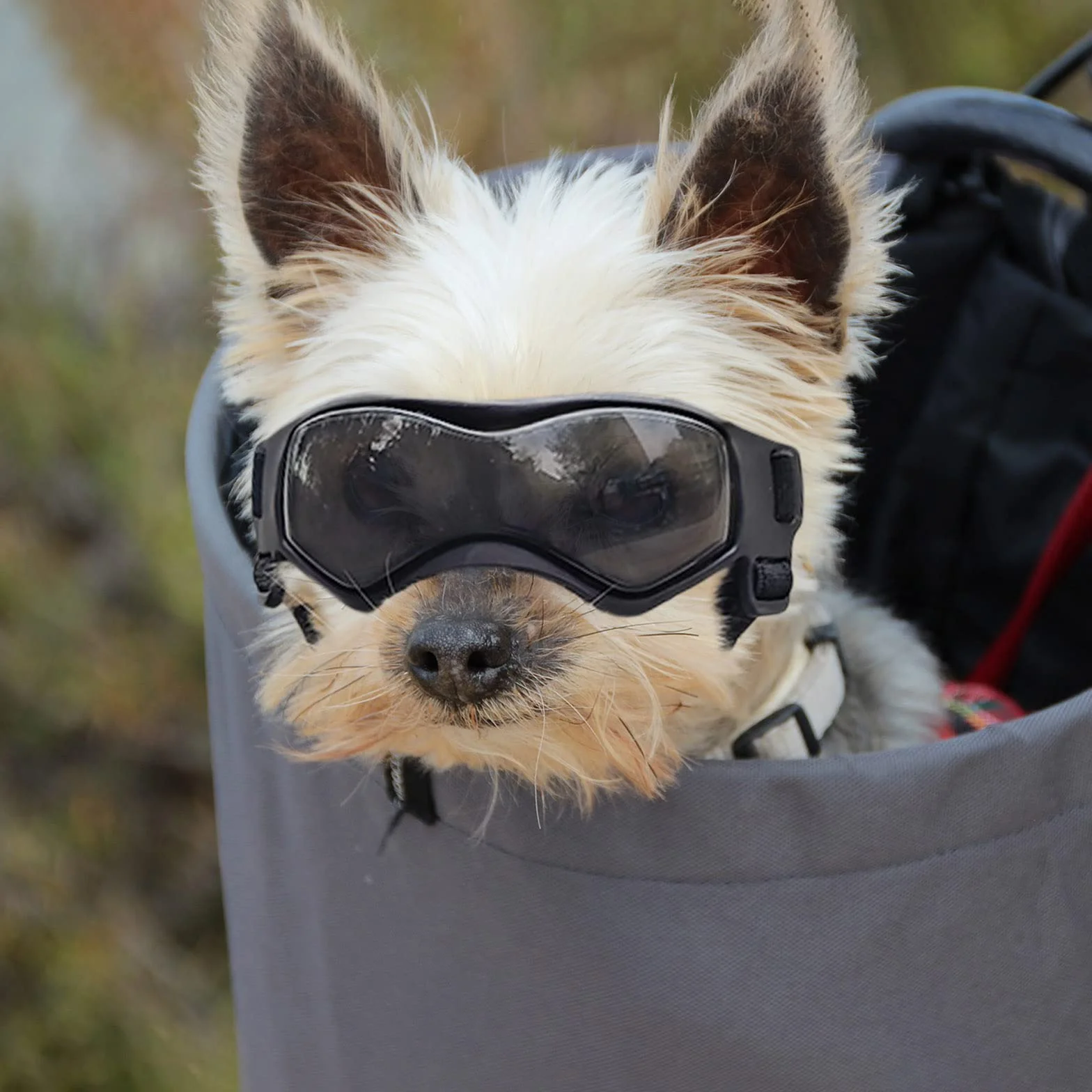 Enjoying Occhiali per Cani Taglia Piccola, Occhiali da Sole per Cucciolo Moto, Gatti Adulti Occhiali Cane, Protezione UV, Regolabile, Cool Nero