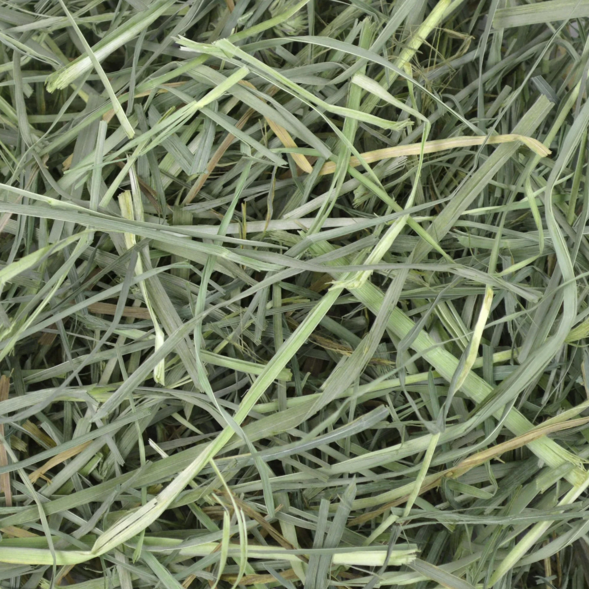 Oxbow Orchard Grass - Fieno per piccoli animali, 1130 gr