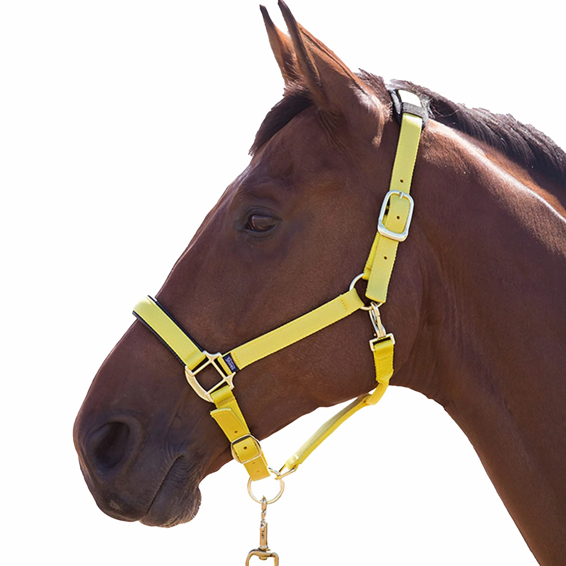 Shires, brigilia Topaz 387 in nylon, Blue, Cob
