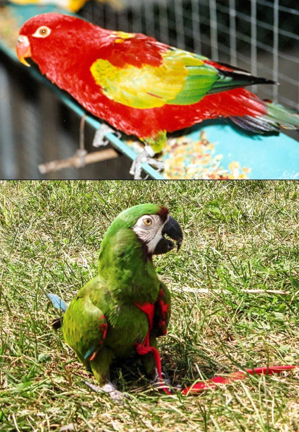 Aviator, imbracatura per uccelli