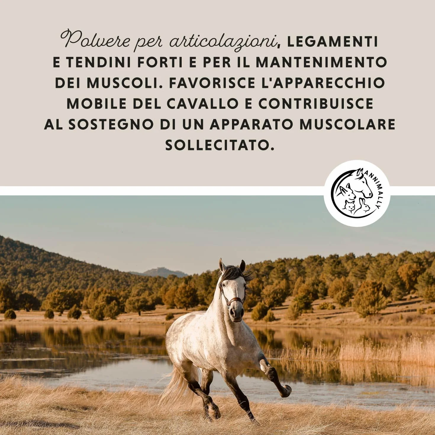 Polvere per le articolazioni dei cavalli 850g con artiglio del diavolo cavallo, MSM cavallo (Zolfo), Glucosamina e Condroitina - Msm integratore cavalli per il Rafforzamento delle Articolazi