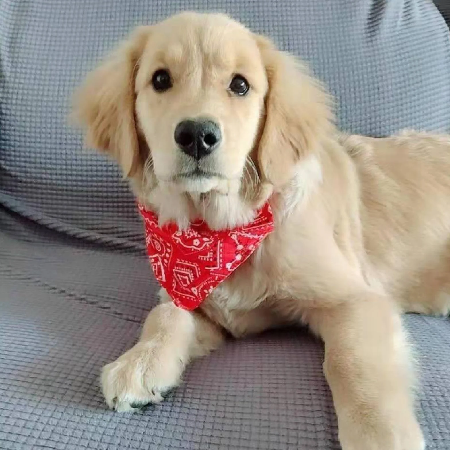 Bavaglini a bandana per cani regolabili stile bohémien taglia piccola media grande rosso M