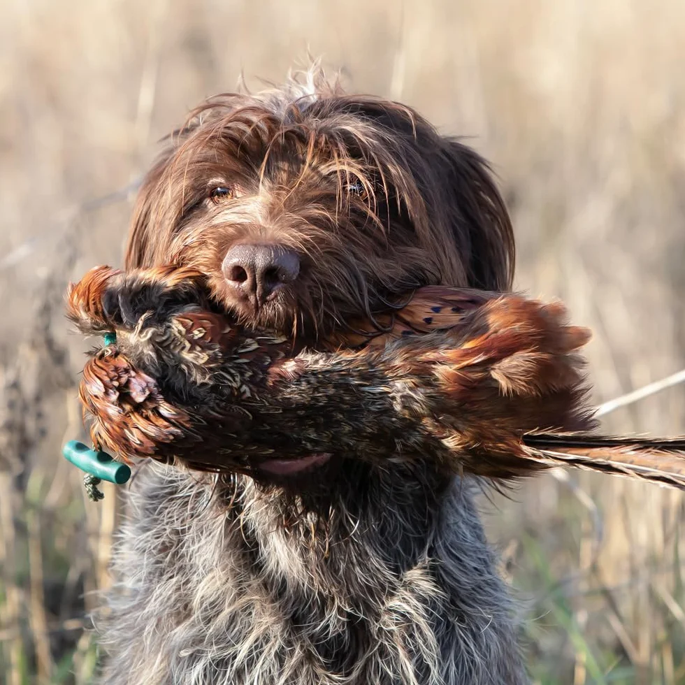 Romneys Fagiano, manichino da 500 g, con vero abito in piuma, ideale per l'addestramento dei cani da caccia | manichino selvatico | galleggiante