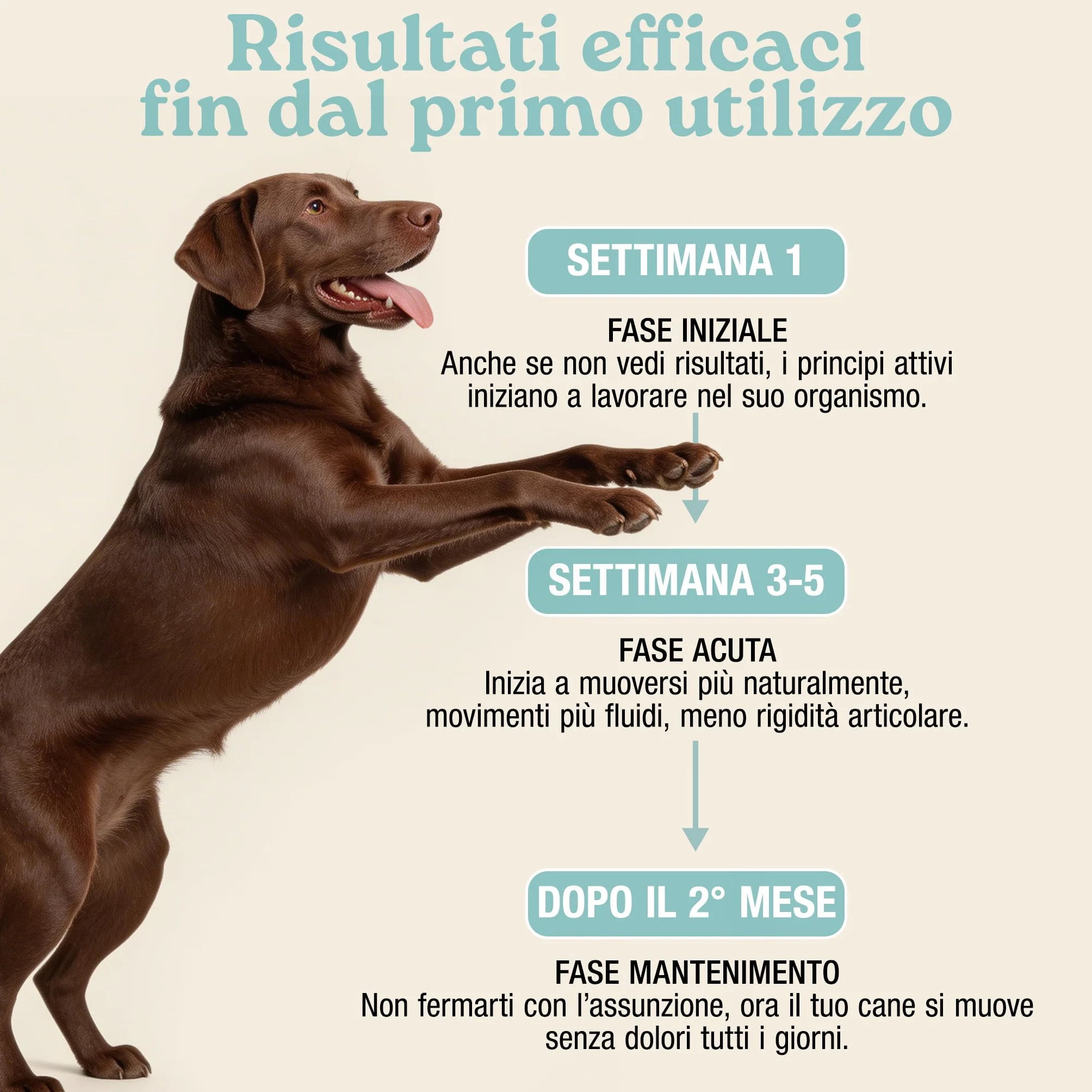 MyPetPrime Articolazioni Cane Mangime Complementare 125 Compresse | Nuova Formula JointSupport con MSM, Polvere di Cozza Verde, Glucosamina, Condroitina e Artiglio del Diavolo