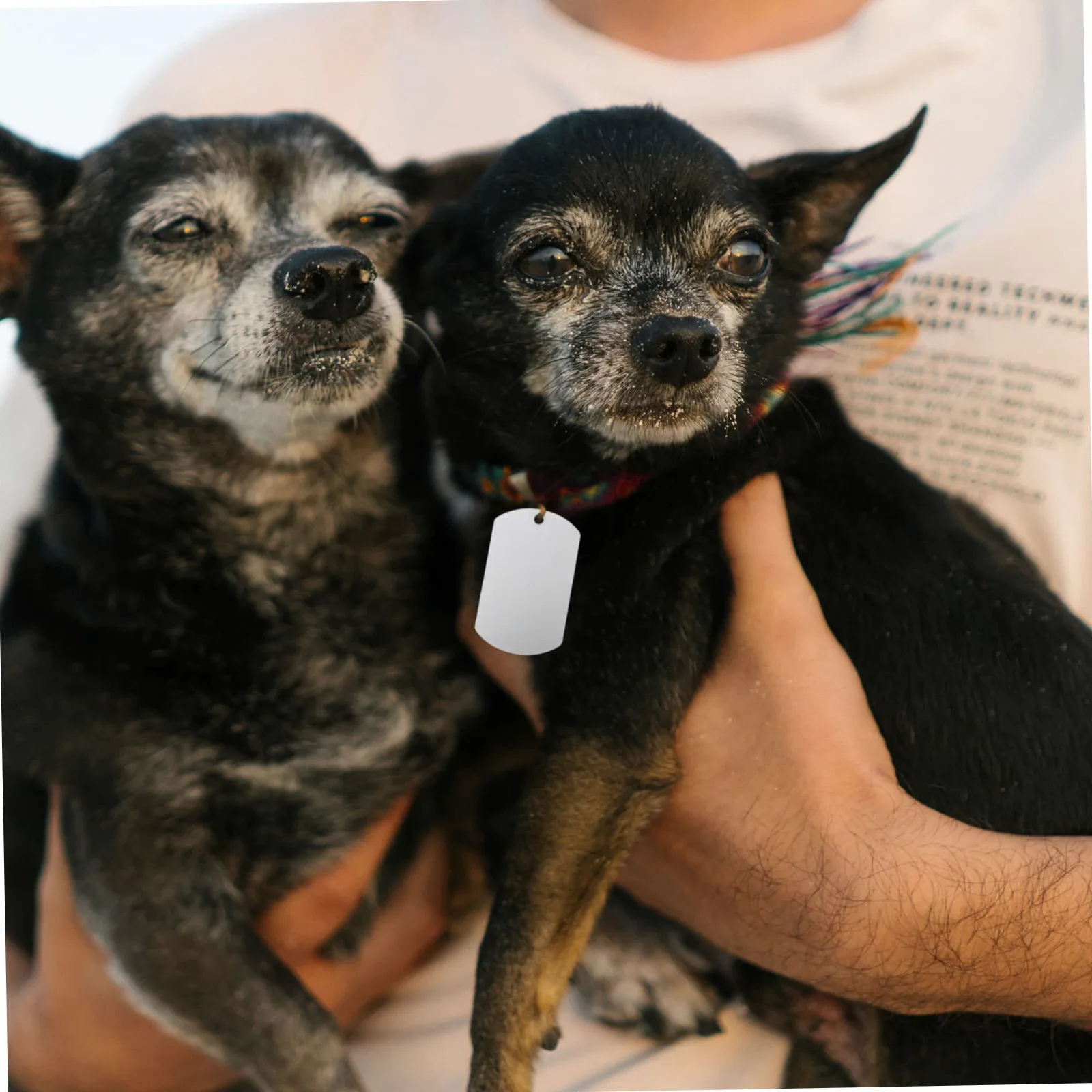 ifundom 3 Set Tag Di Identificazione Del Cane Targhetta Identificativa Per Animali Domestici Etichetta Cucciolo Tag Del Cane Tag Id Cani Gatti Silver Alluminio 20 Pezzi*3