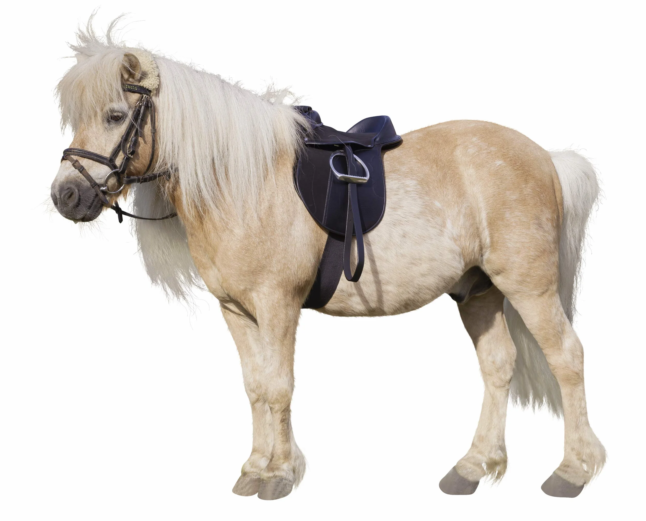 Kerbl, Sella per pony, Nero (Schwarz)