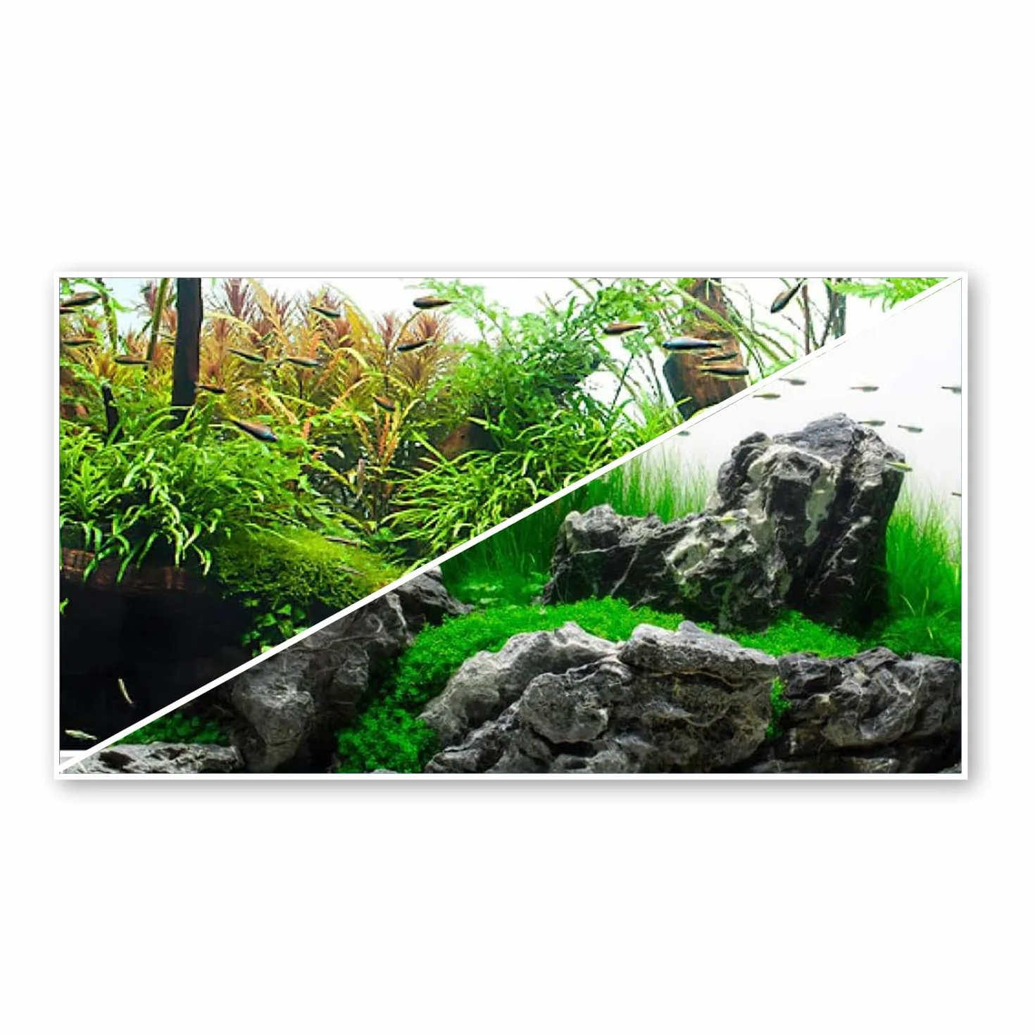 Amtra Sfondo Doppio Amazonia - Sfondo Poster per Acquario, Decorazione a Doppia Stampa HD, Double Face, Impermeabile, Formato 30x60 cm
